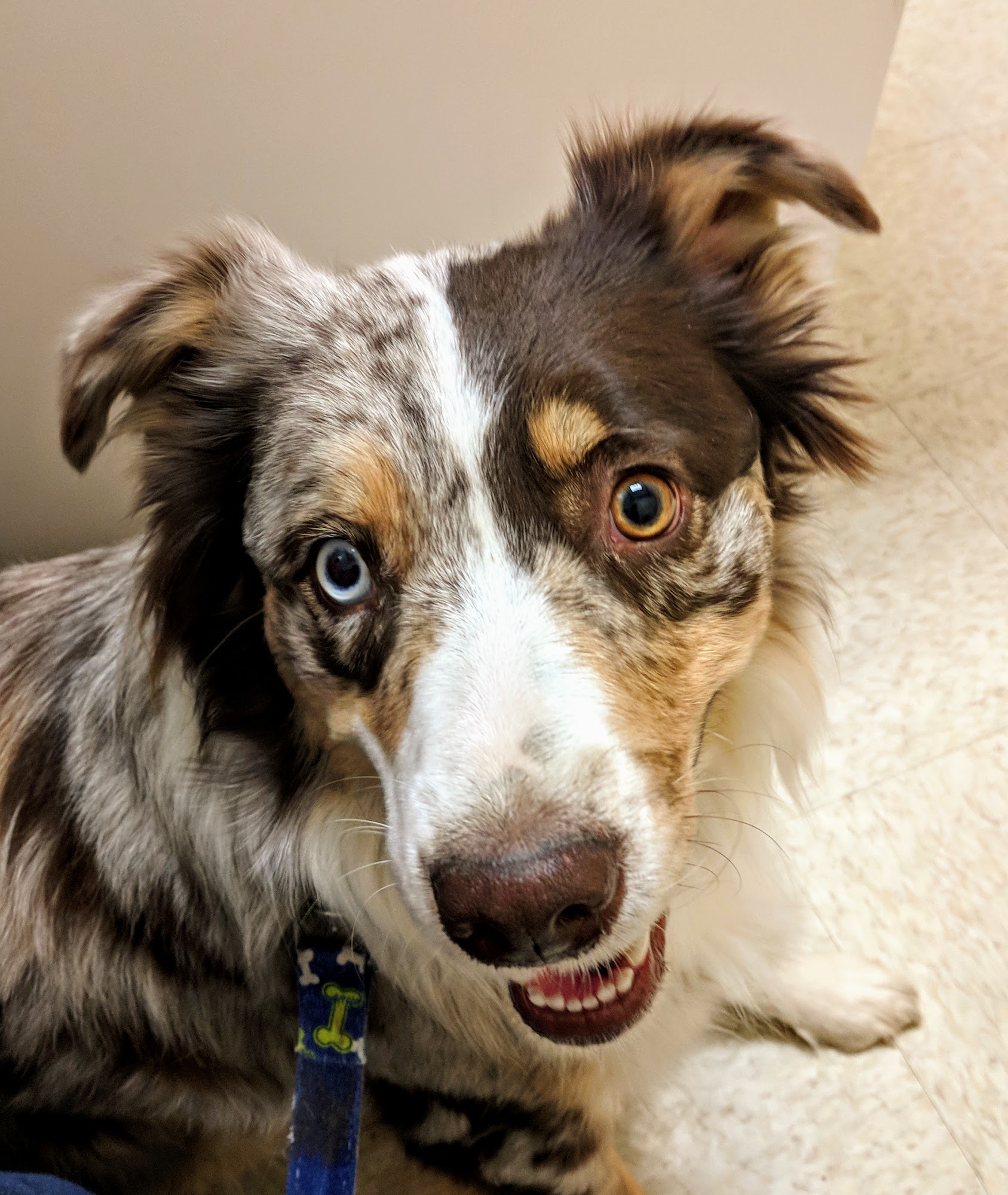 Red Mountain Animal Hospital Mesa