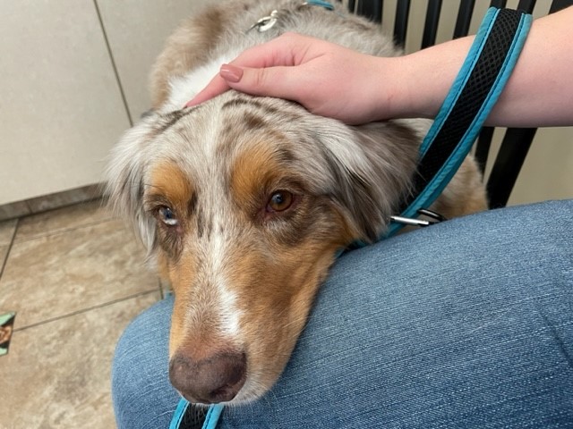 Signal Butte Animal Hospital & Grooming Mesa