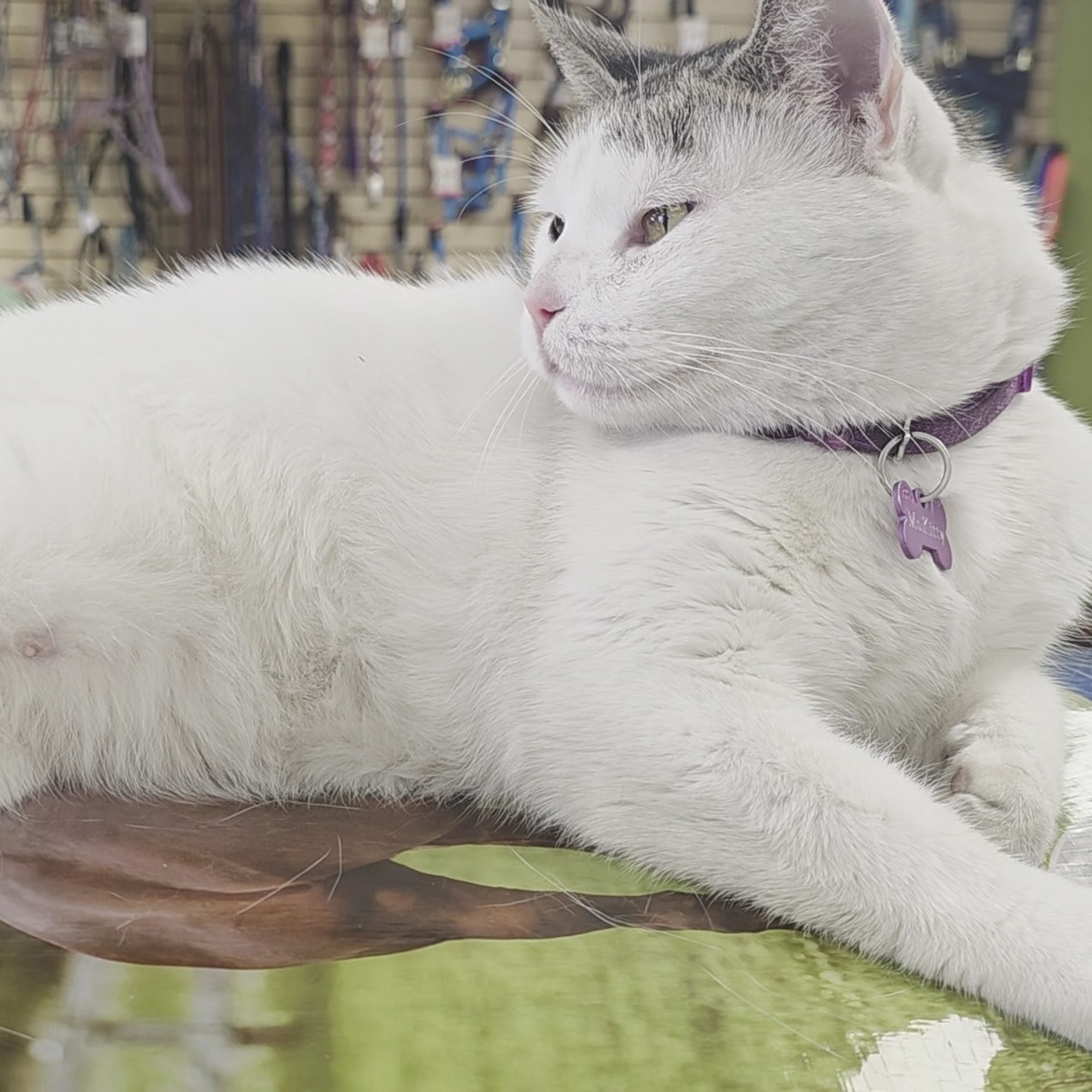 Premier Feed & Pet Mesa