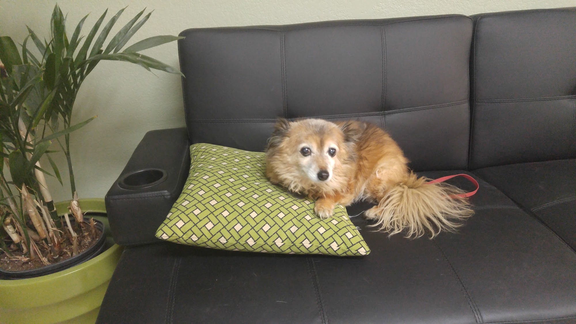 Mesa Pet Grooming Mesa