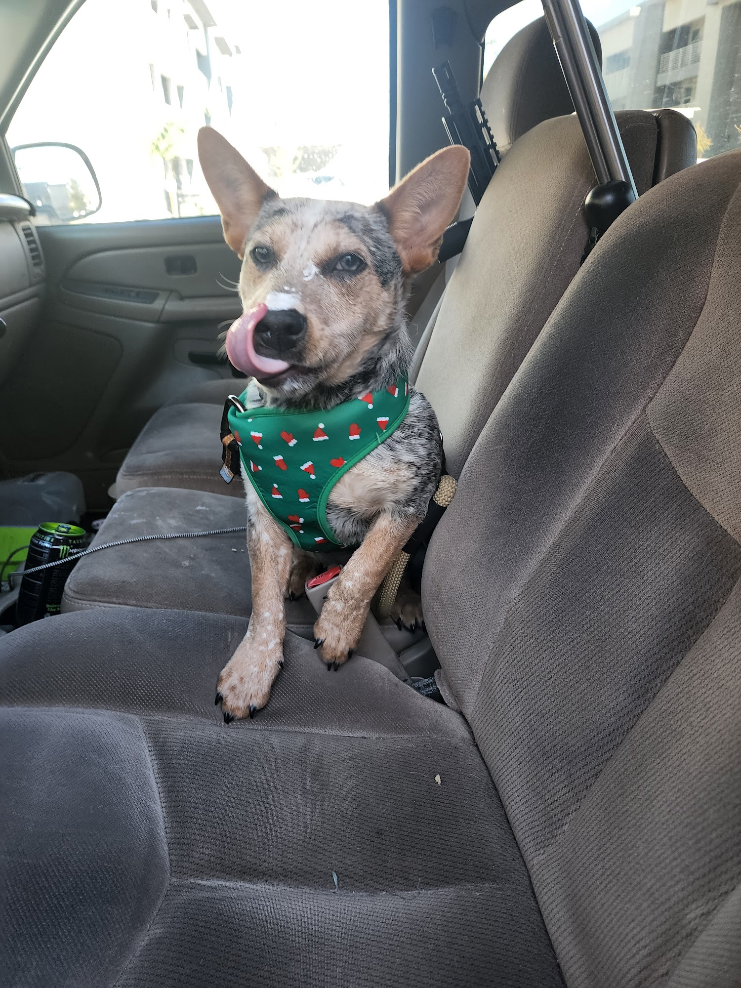 Follow Your Heart Animal Rescue Mesa