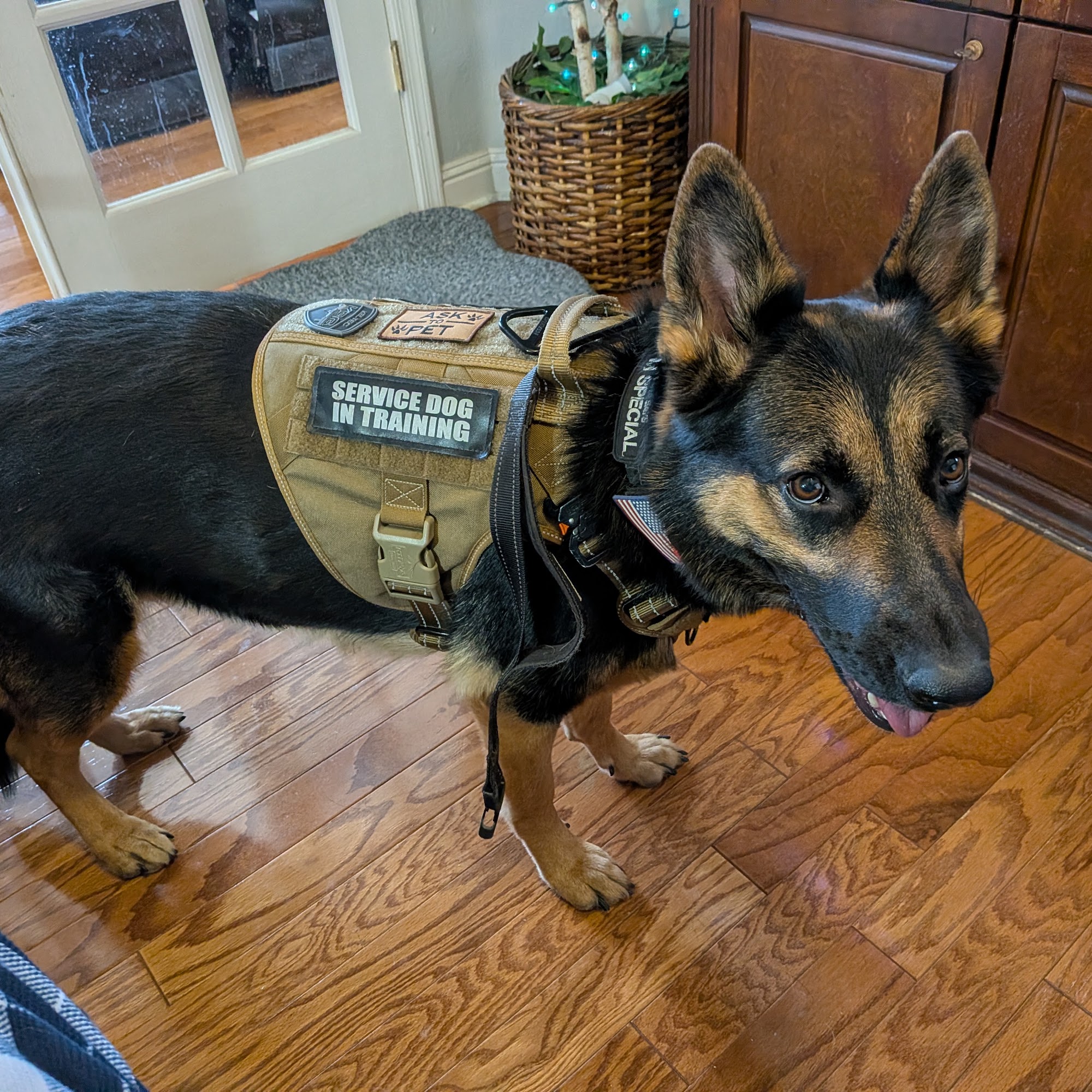 All Dogs Training AZ Mesa