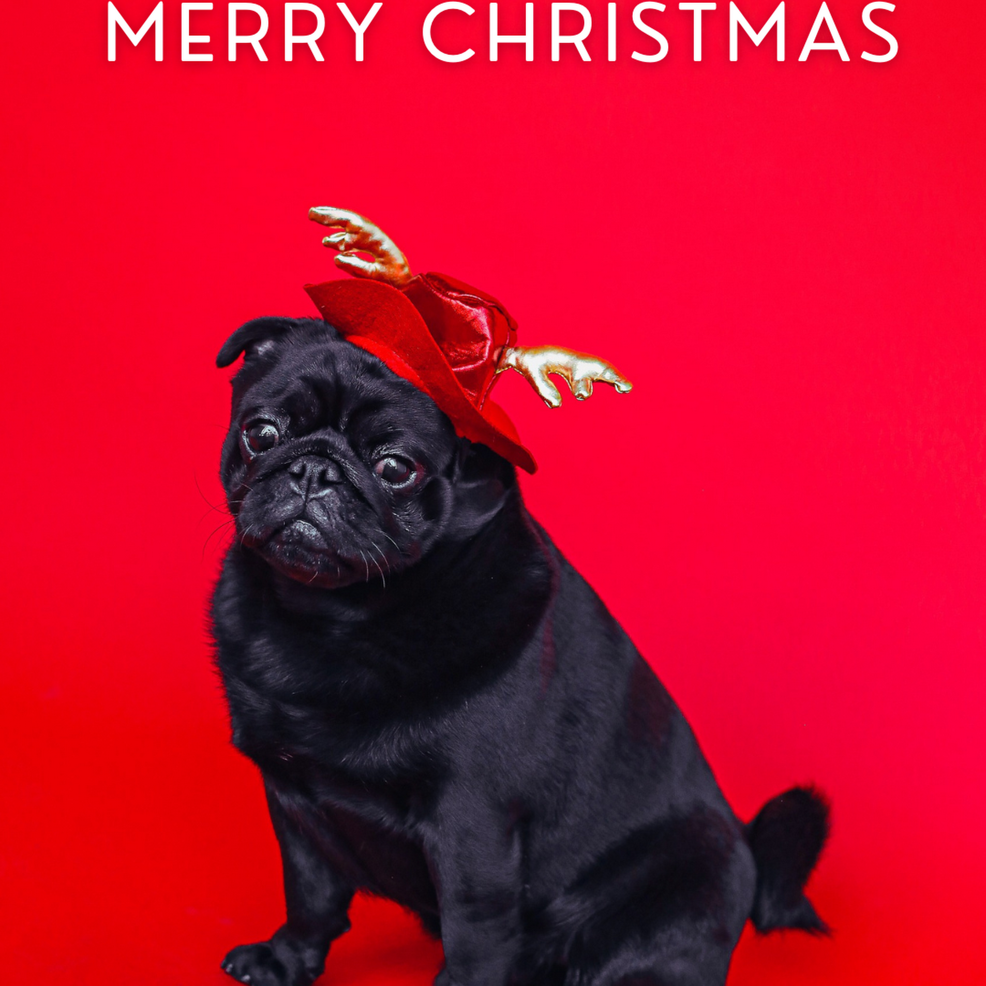 Ghost Town Dog Rescue Mesa