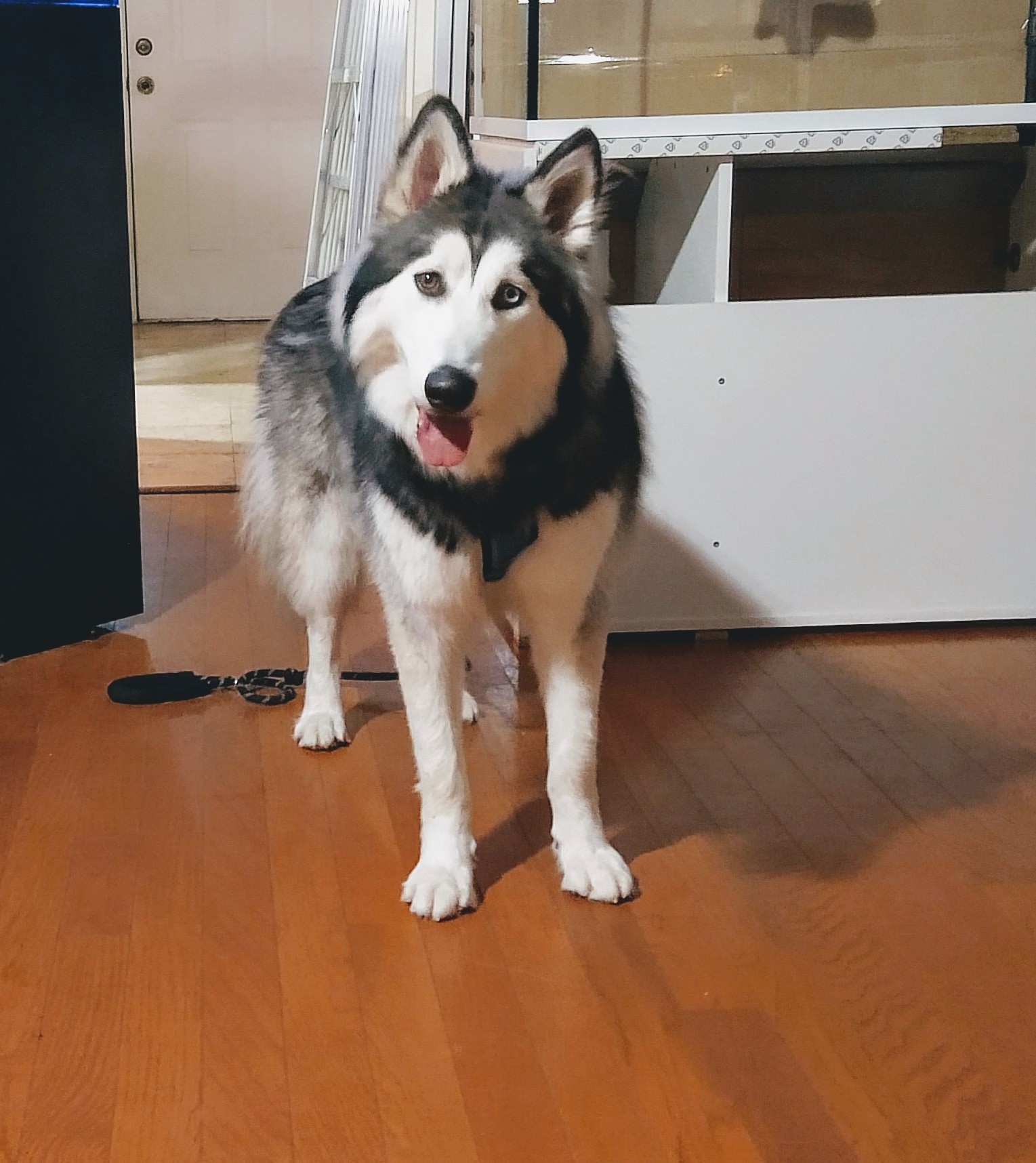 Balanced Pooches In Home Dog Training Mesa