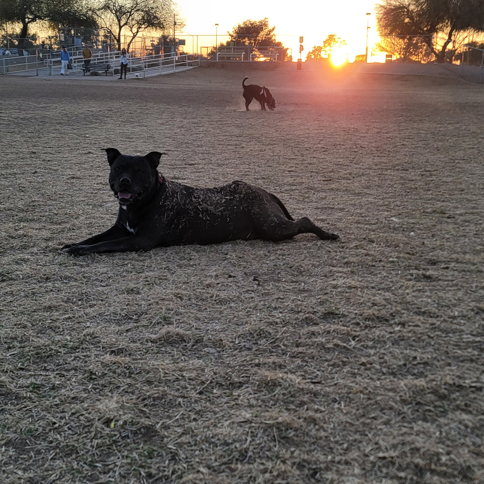 Countryside Dog Park Mesa