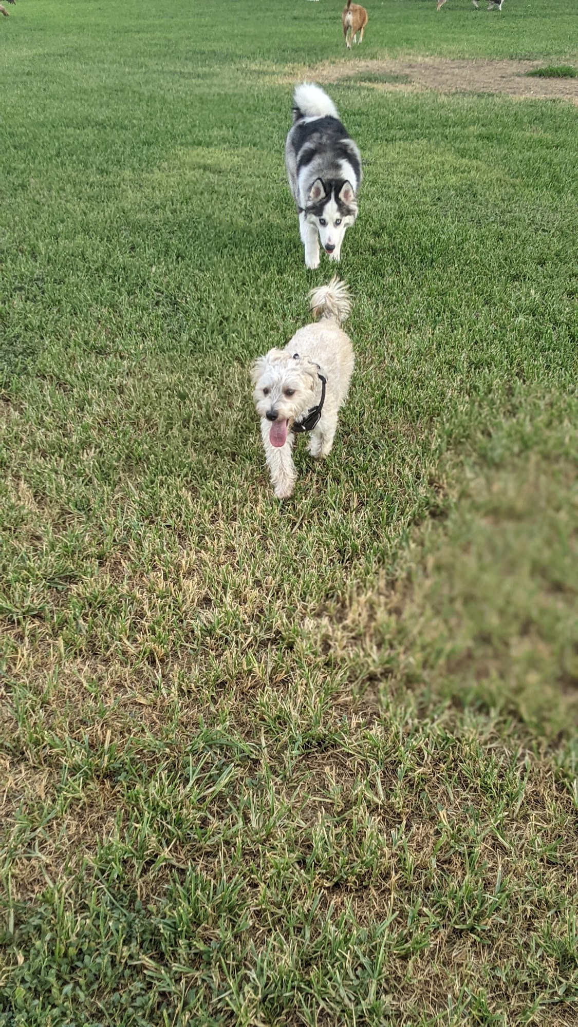 Countryside Dog Park Mesa