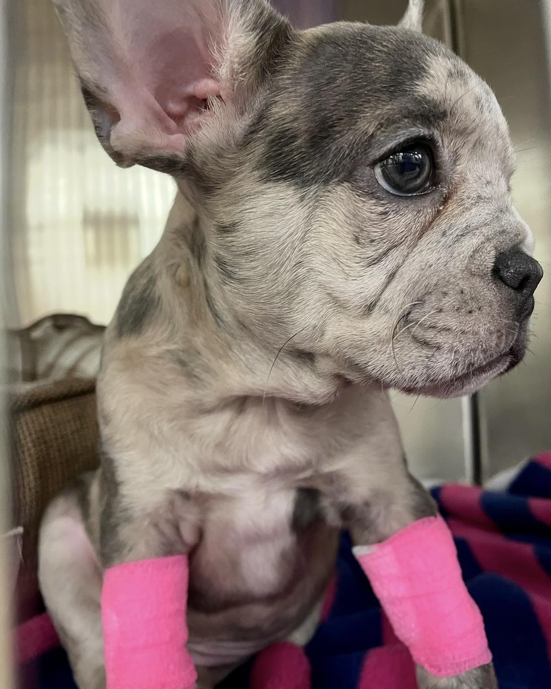 East Valley Urgent Pet Care Mesa