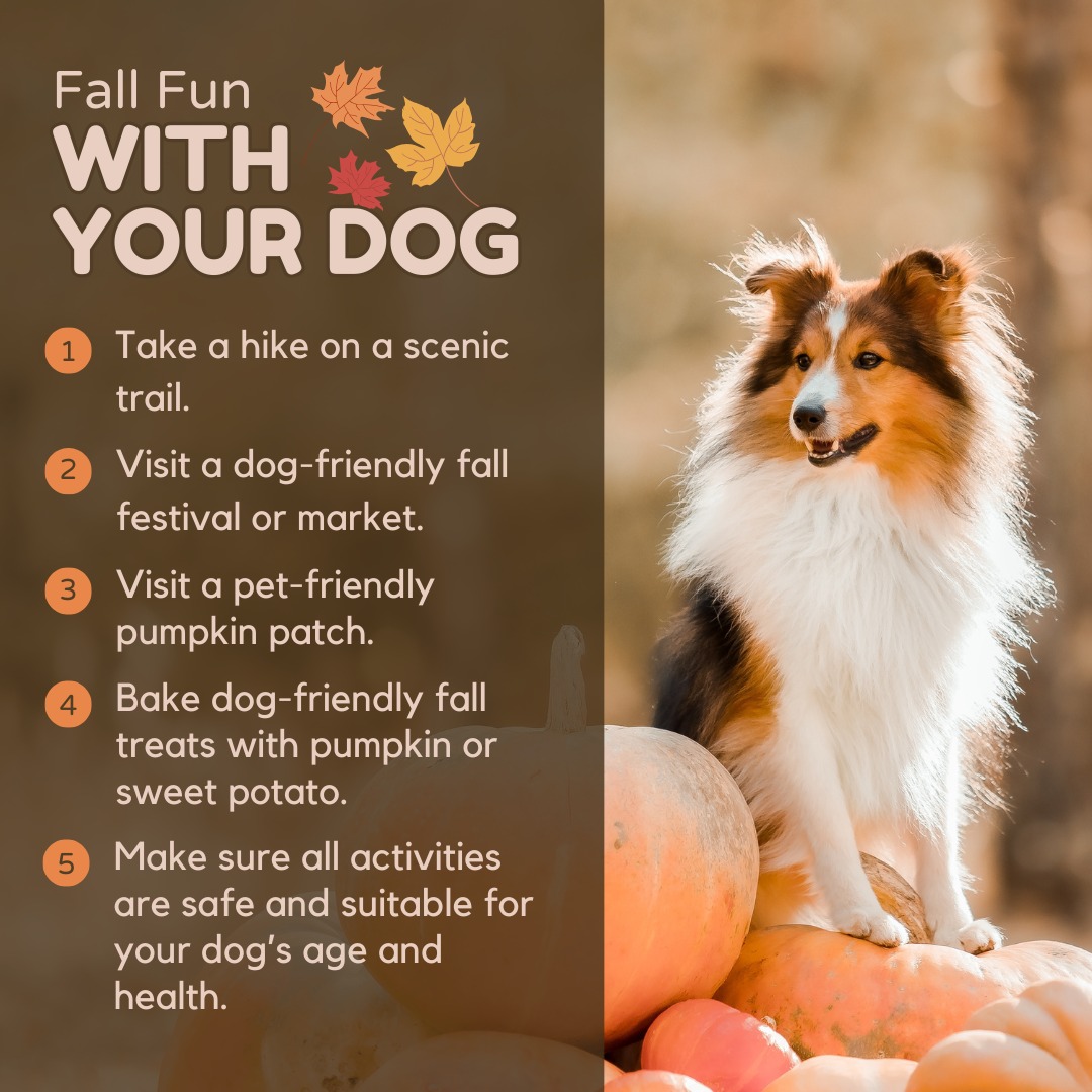 Crown UrgentVet Mesa