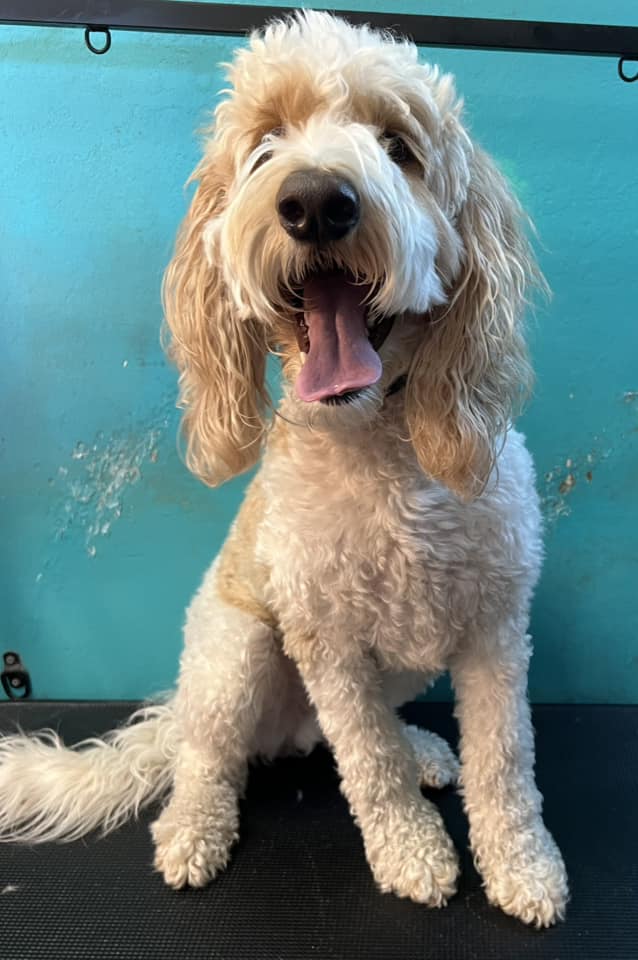 State 48 Dog Training and Service Dogs Mesa