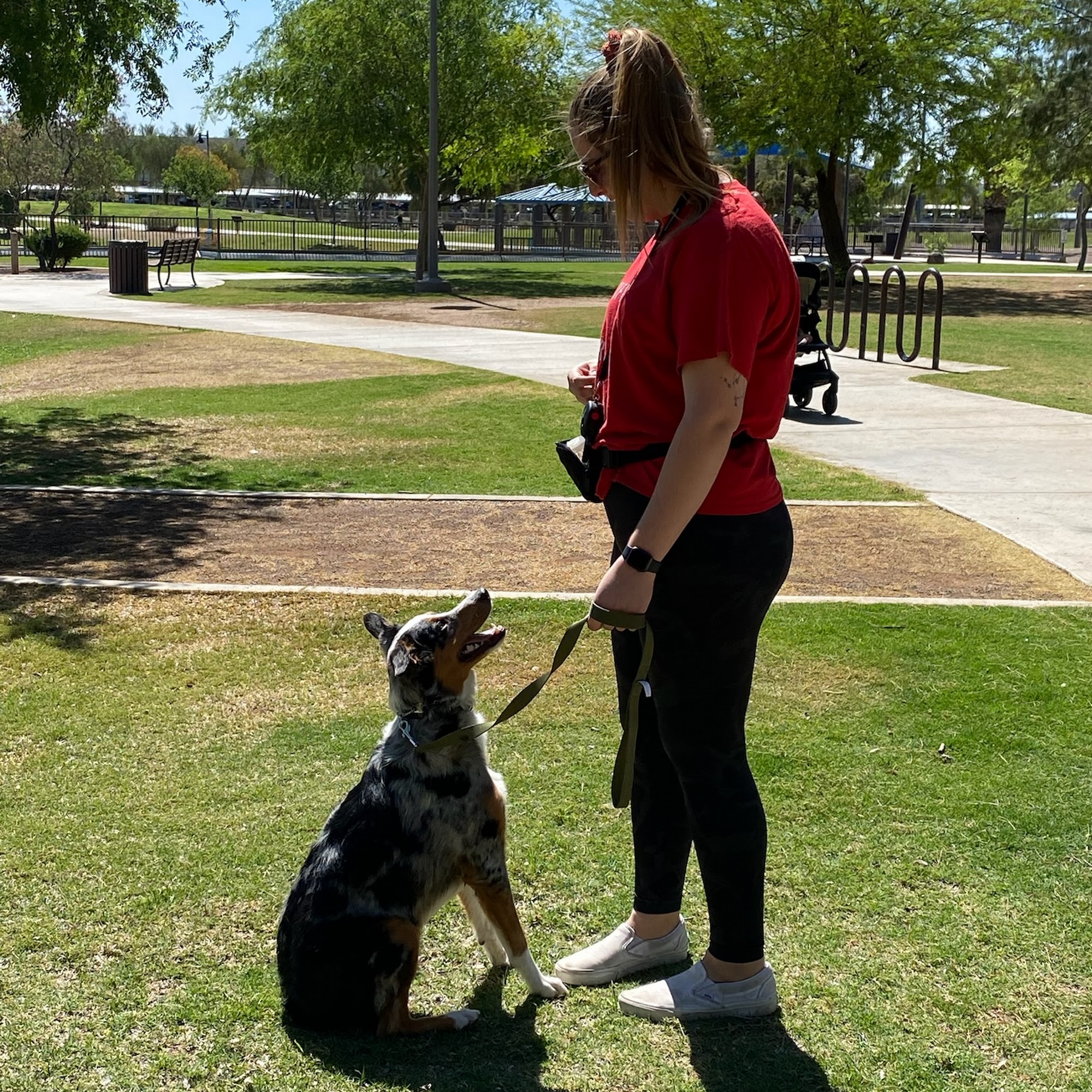 I.B. K9 LLC Mesa
