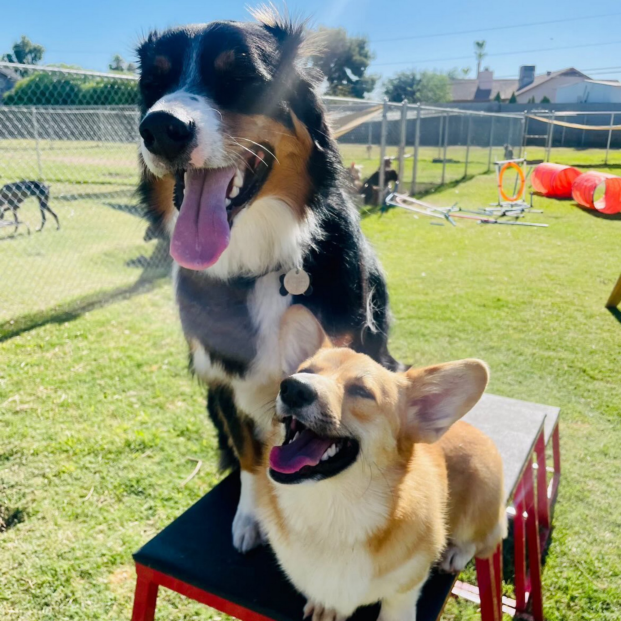 Katy's K9s Mesa