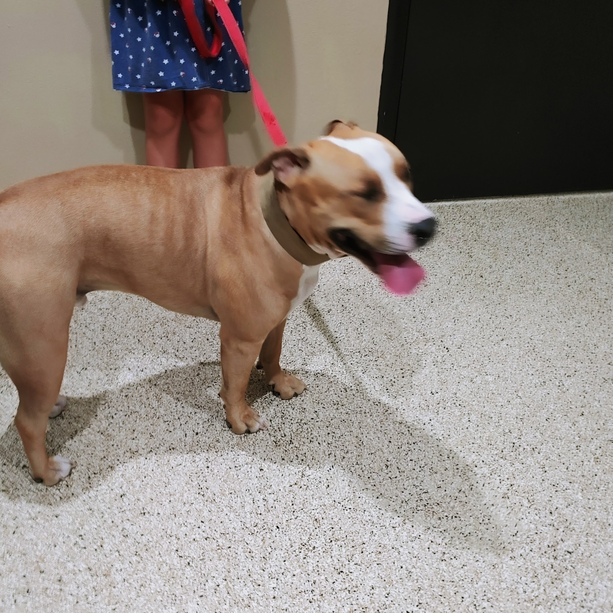 New River Veterinary Hospital New River