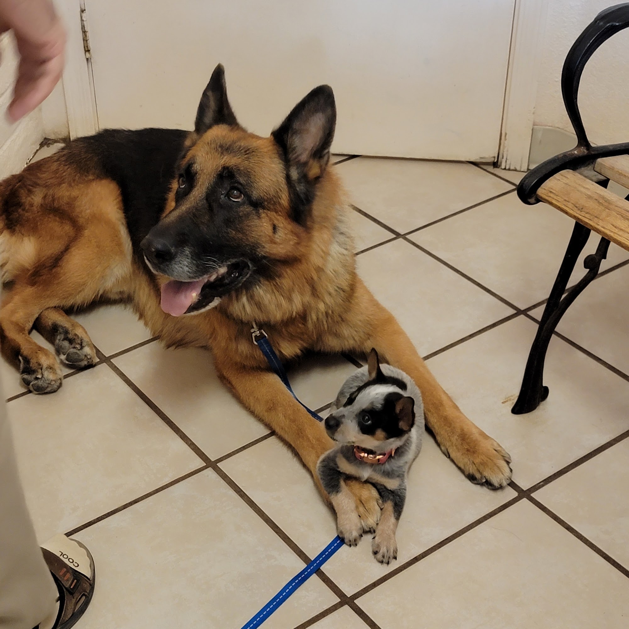 Companion Veterinary Clinic Nogales