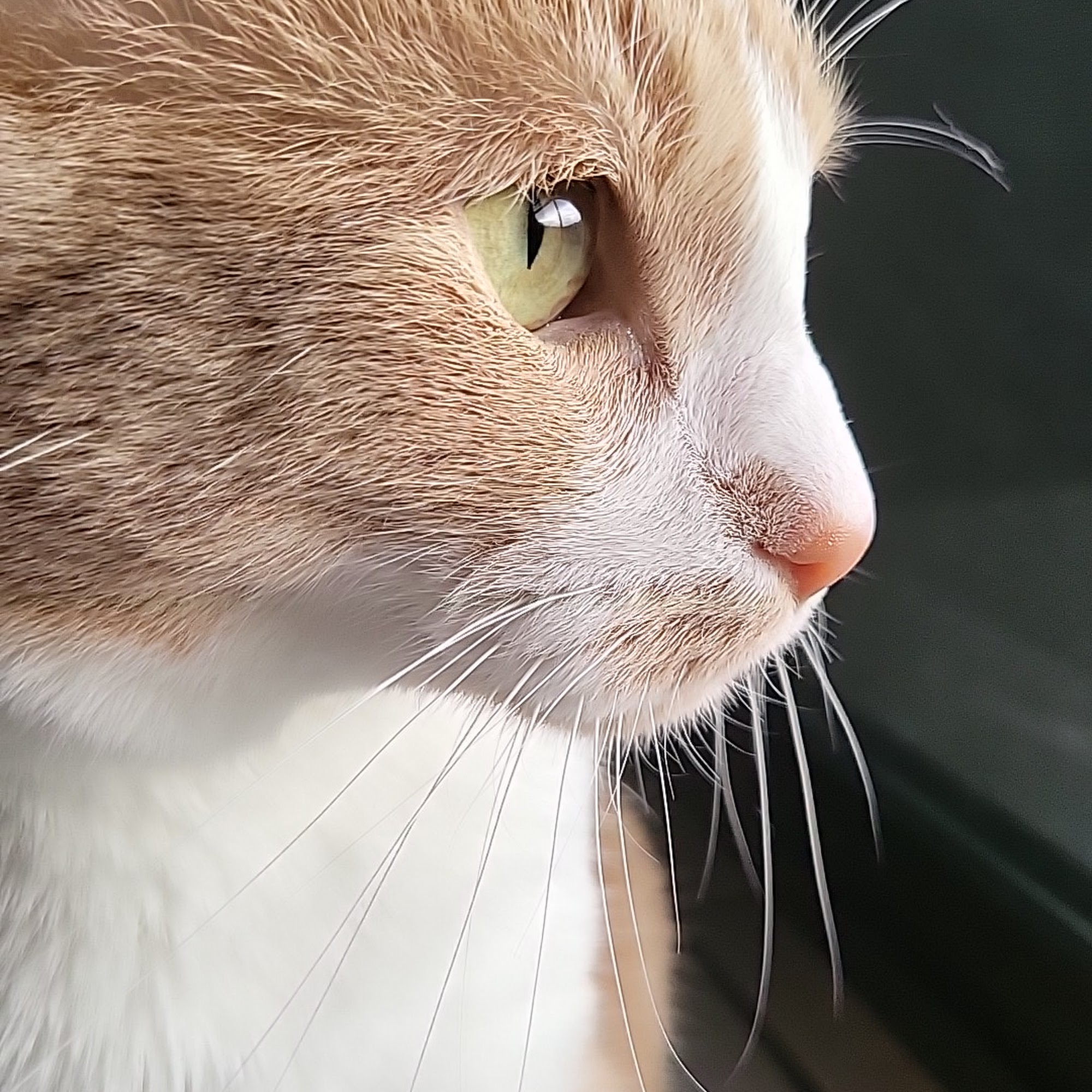 Nogales Veterinary Clinic Nogales