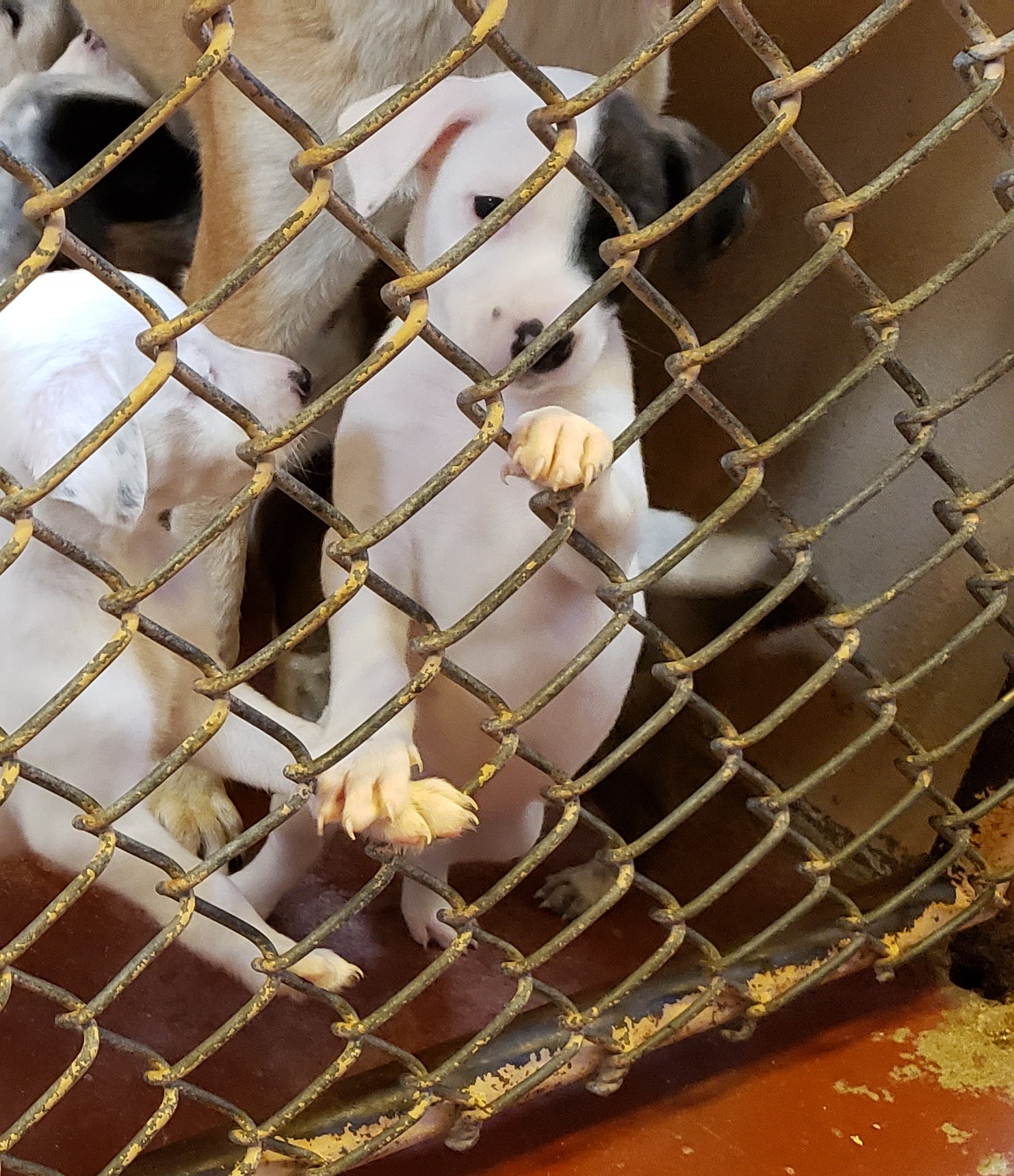 Santa Cruz Humane Society Nogales
