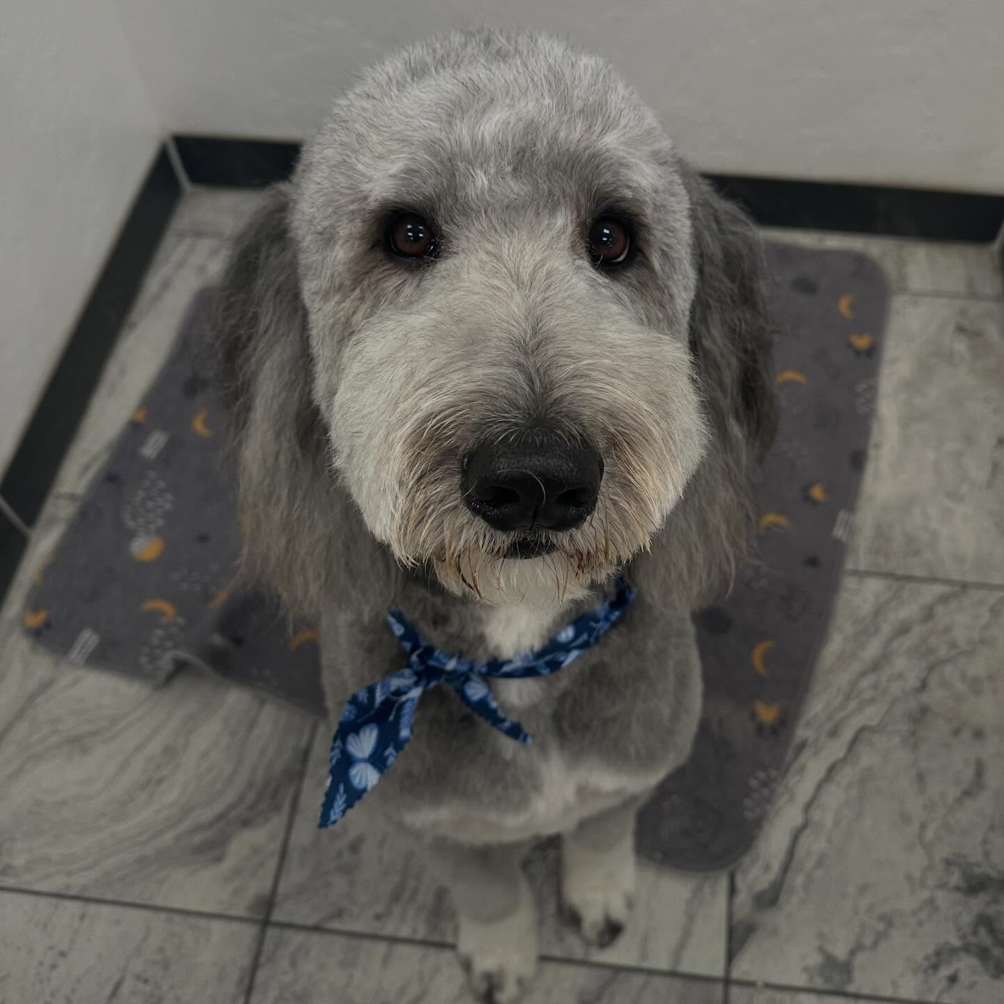 Velvet Hound Groomery Oro Valley