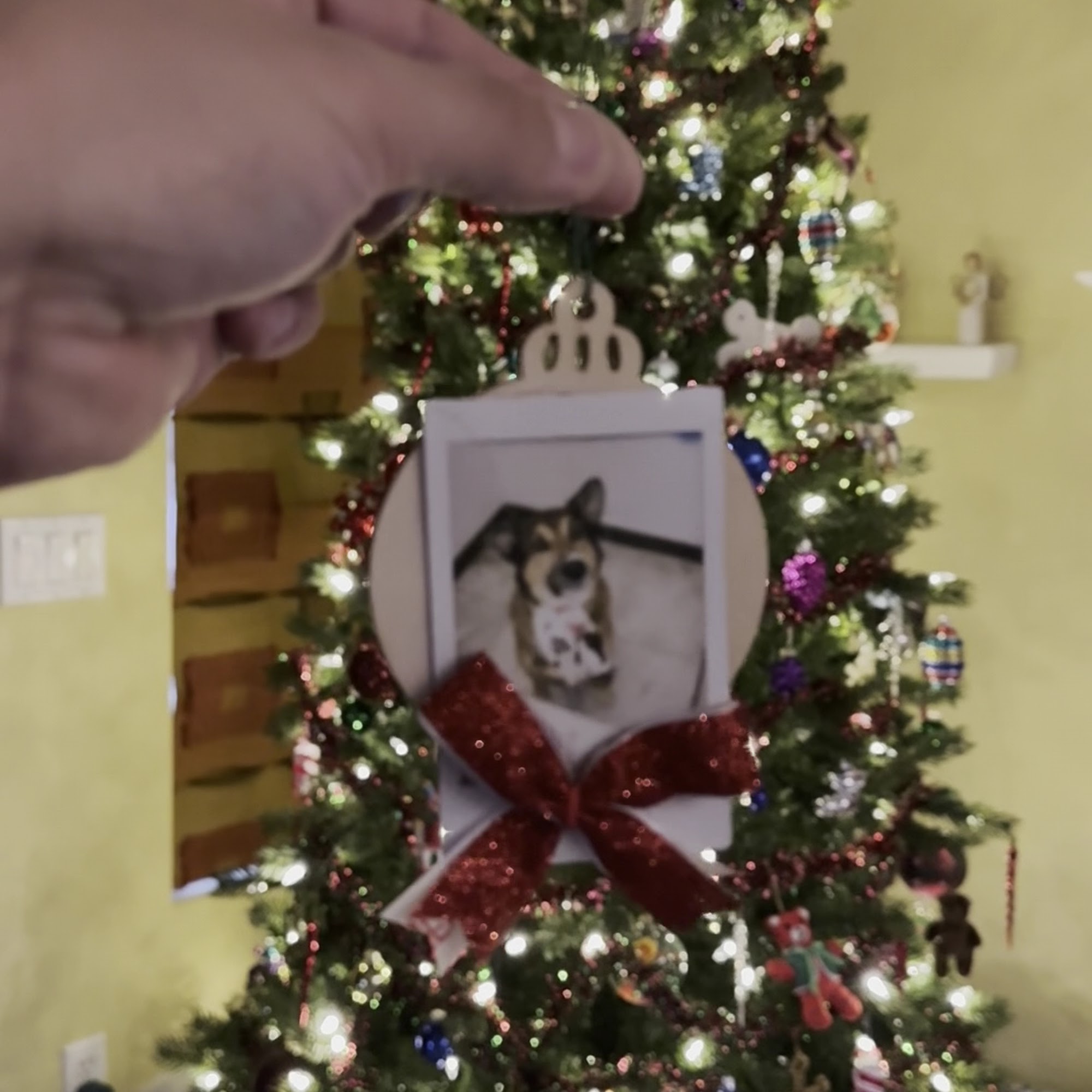 Velvet Hound Groomery Oro Valley