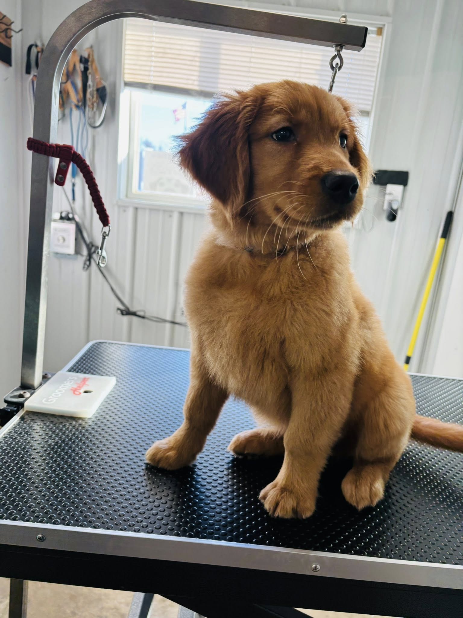 Page Pampered Pets Page