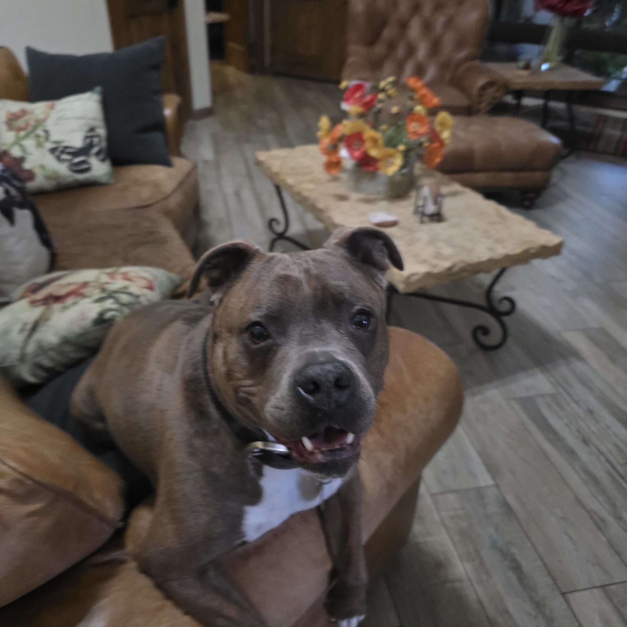 Applewood Animal Hospital Paradise Valley