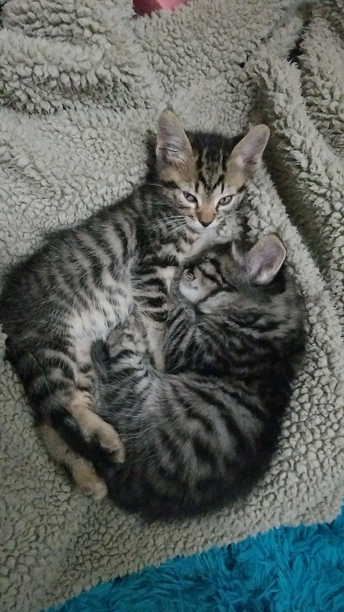 Brenda's Critter Corral Parker