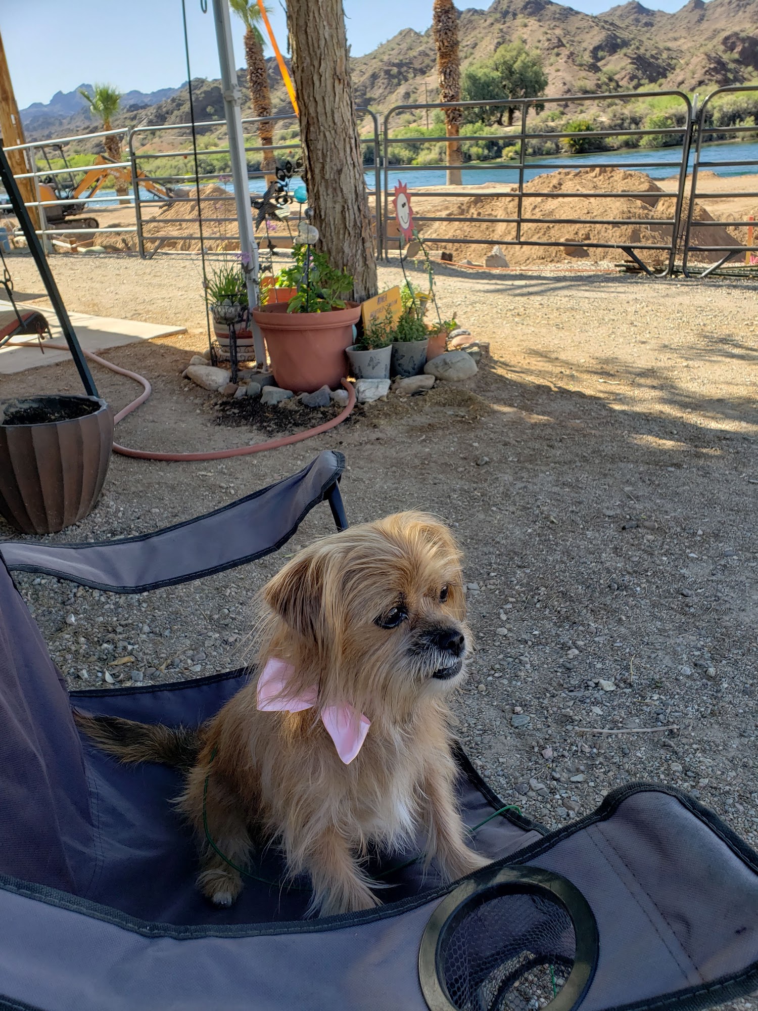 Best Dog Pet Grooming Parker