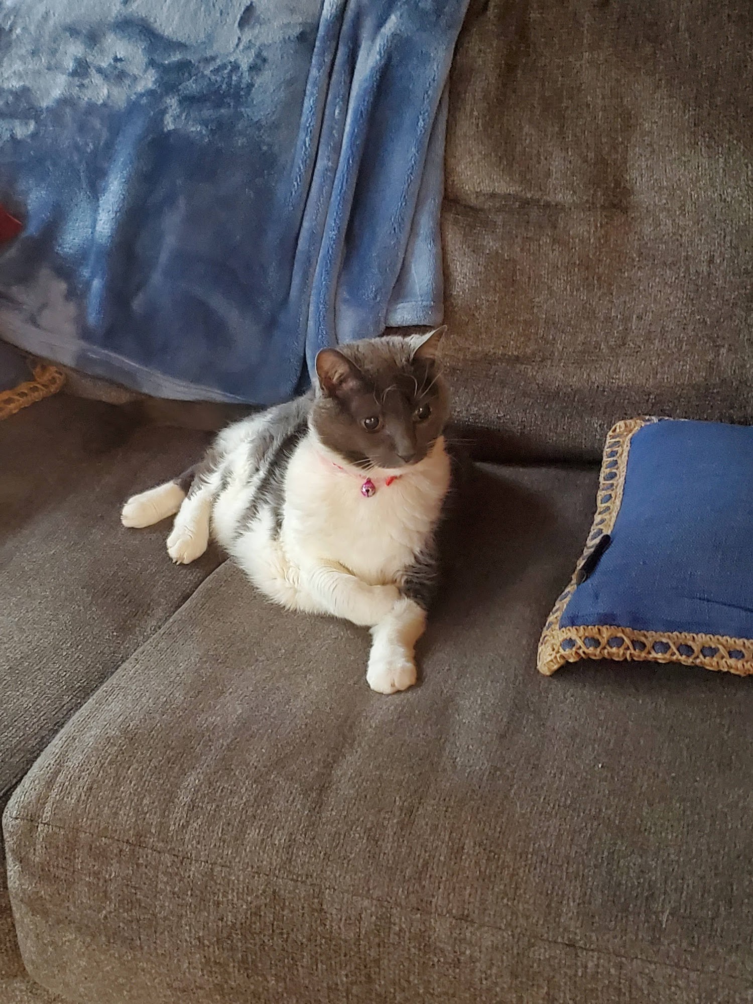 Payson Pet Care Payson