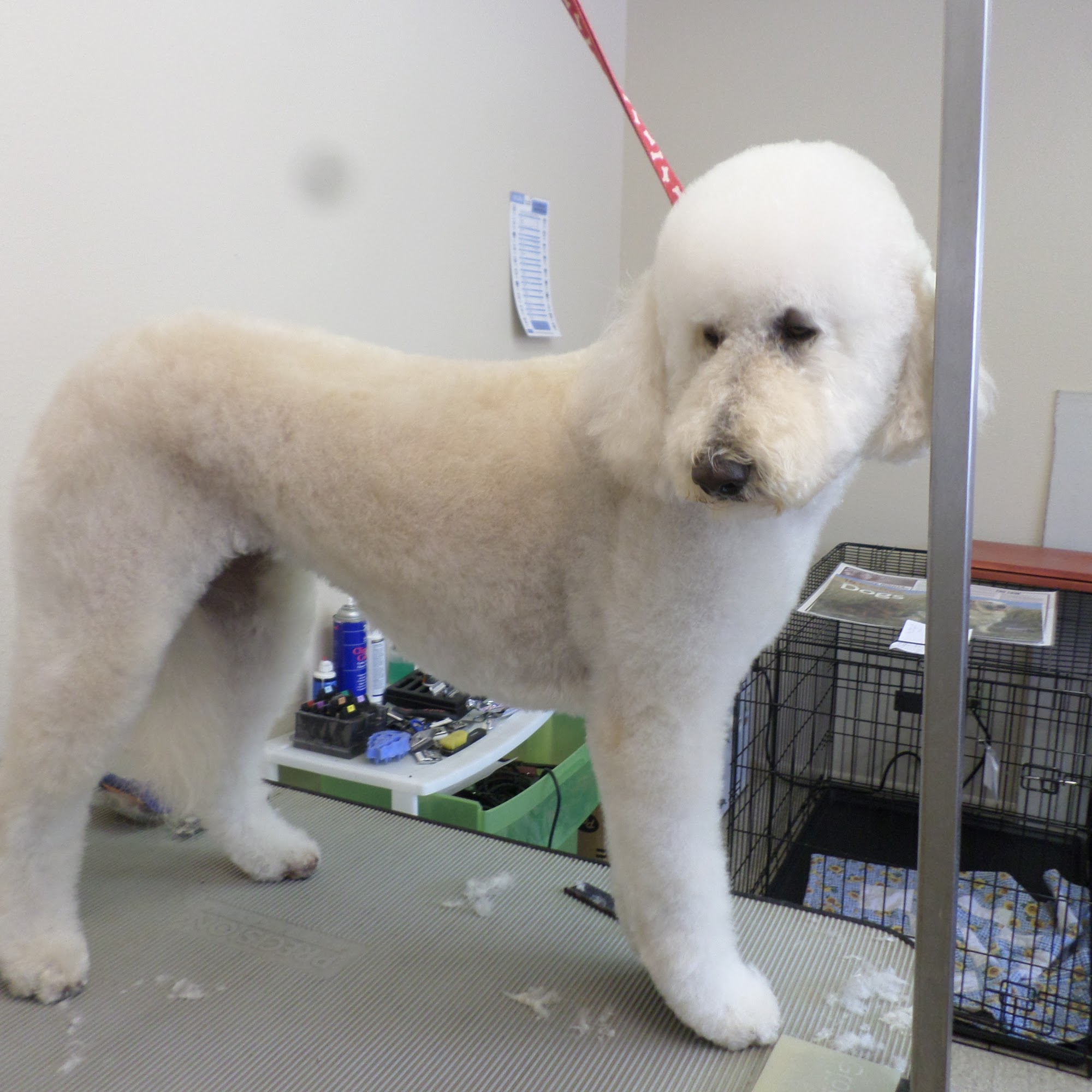 Rim Country Pet Salon Payson