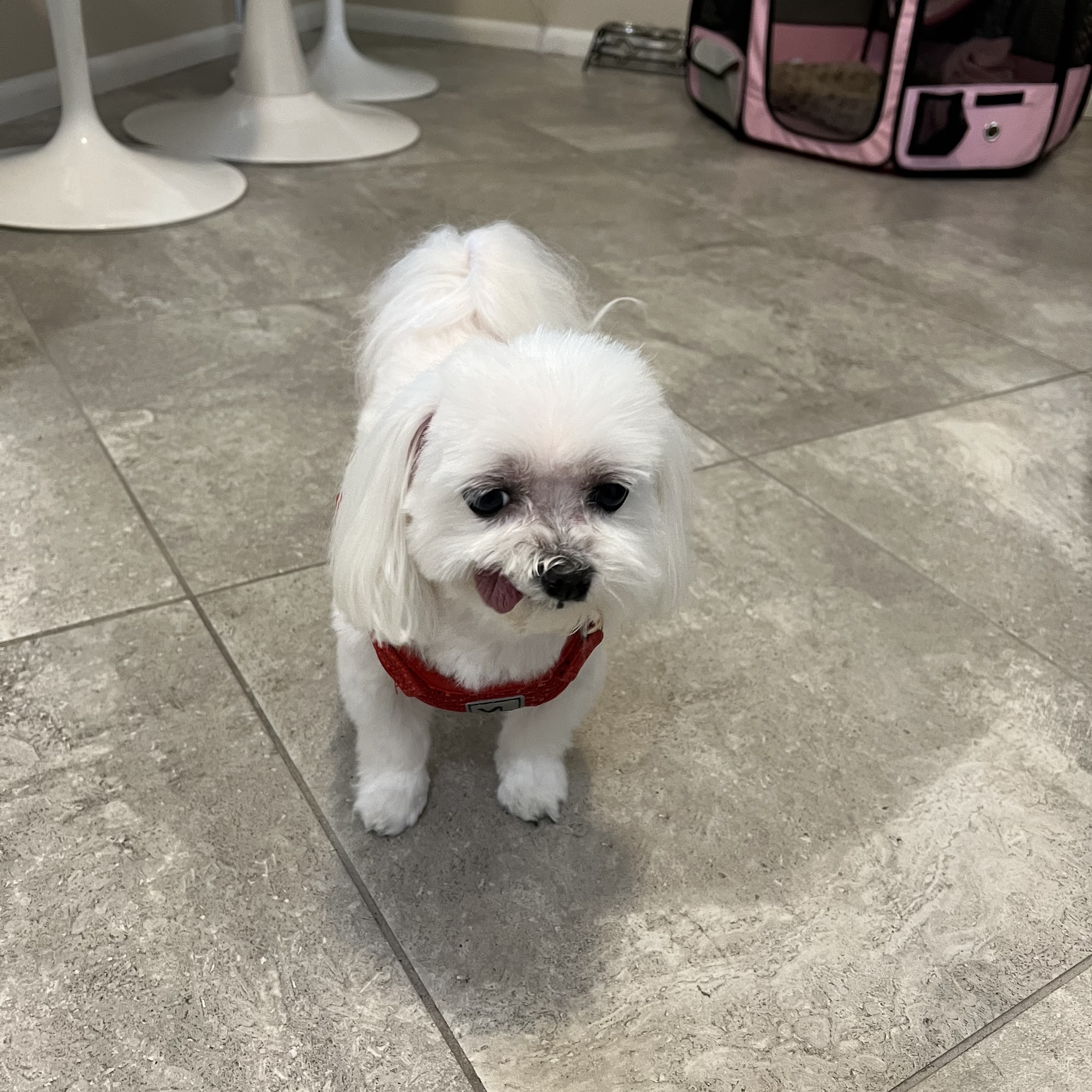 Westbrook Animal Hospital Peoria