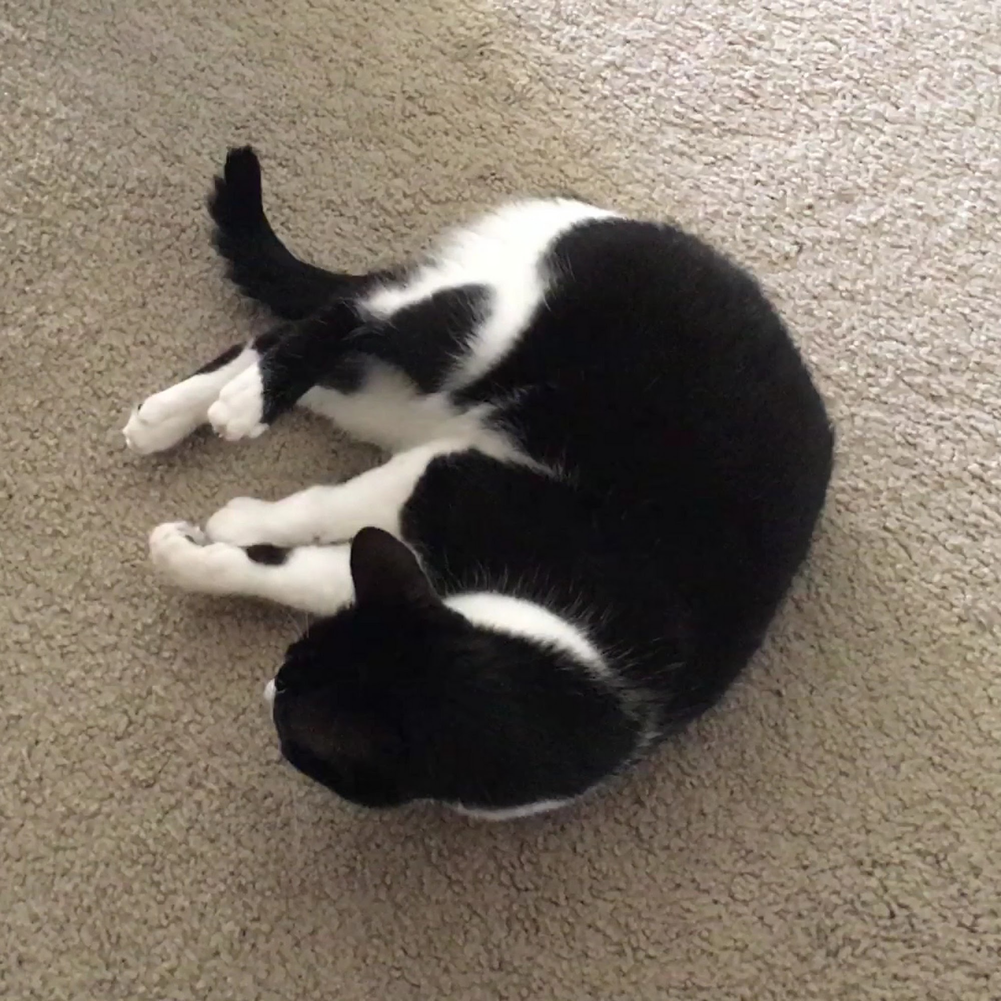 Parkway Animal Clinic Peoria