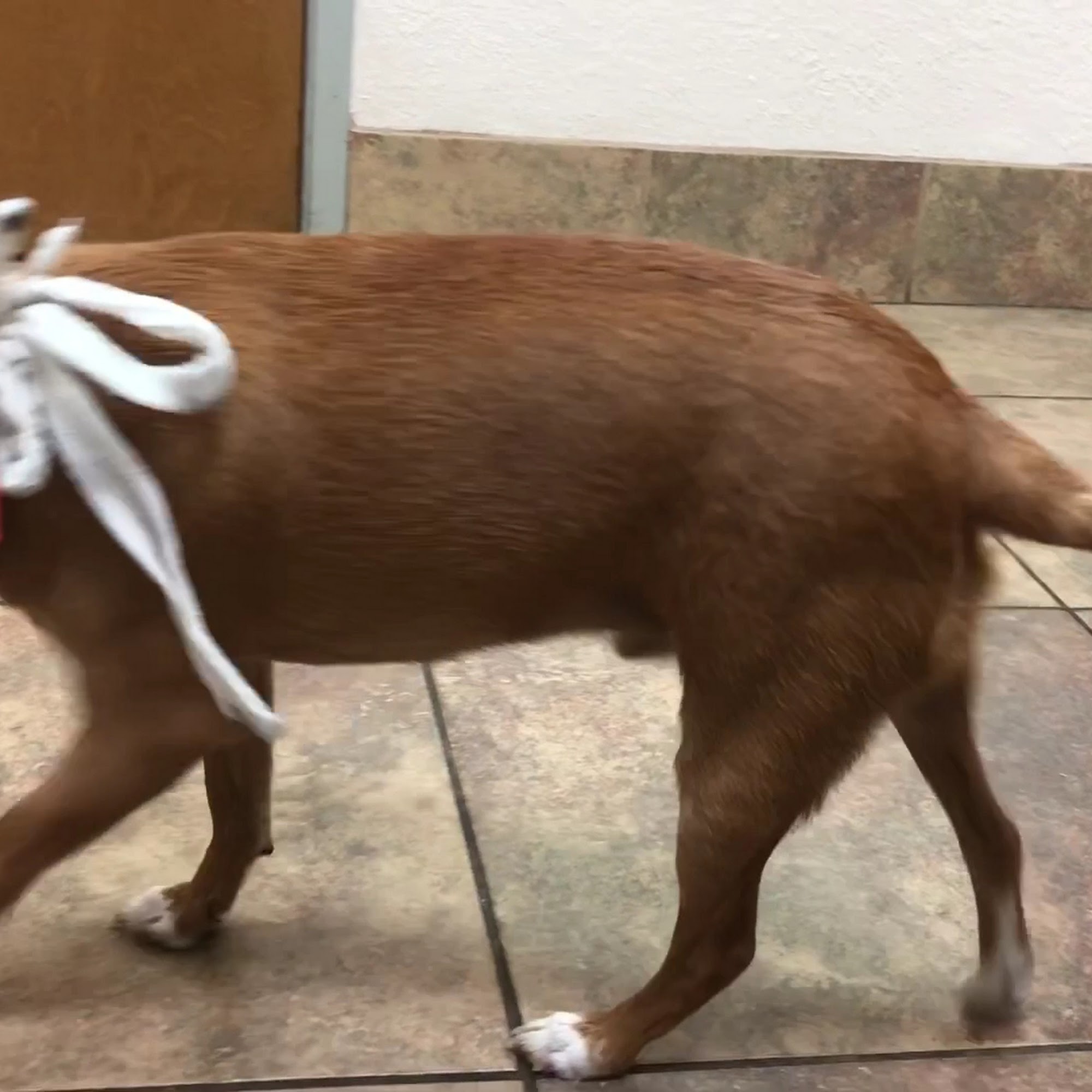 Fletcher Heights Animal Hospital & Grooming Peoria