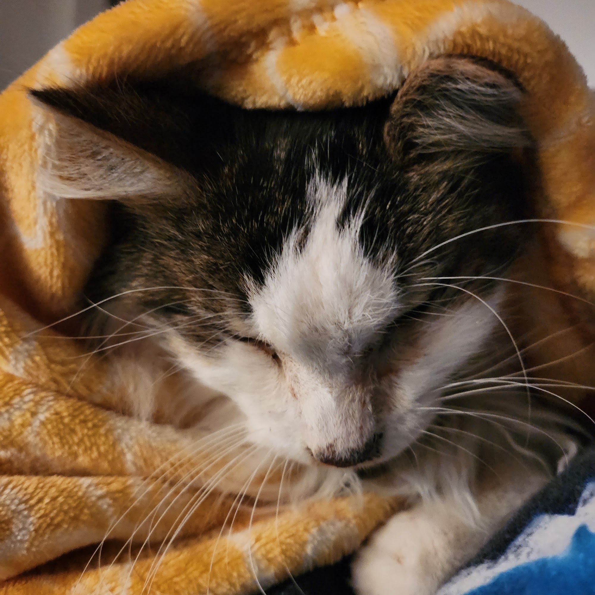 Vistancia Animal Hospital Peoria