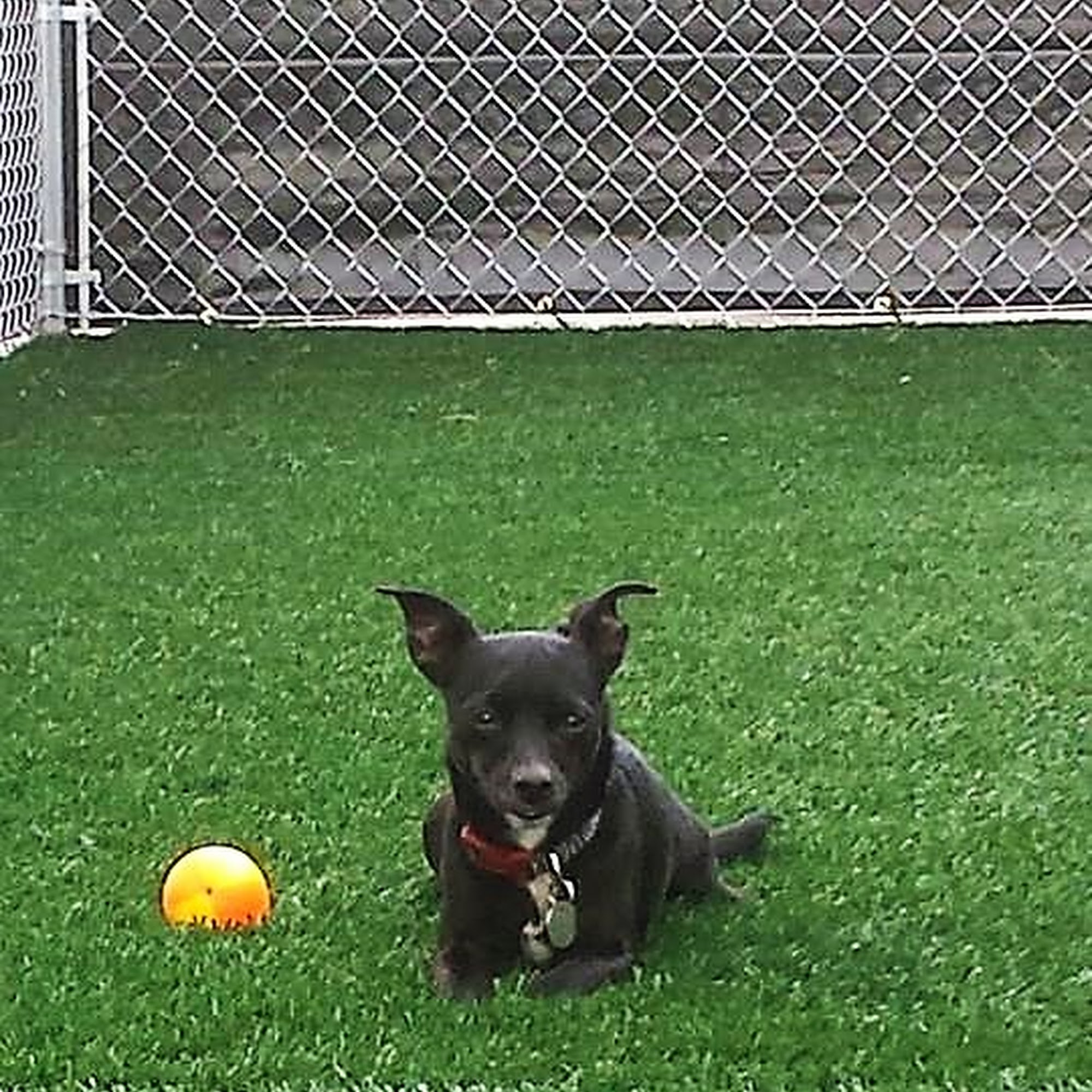 Every Doggie Has Its DayCare Peoria