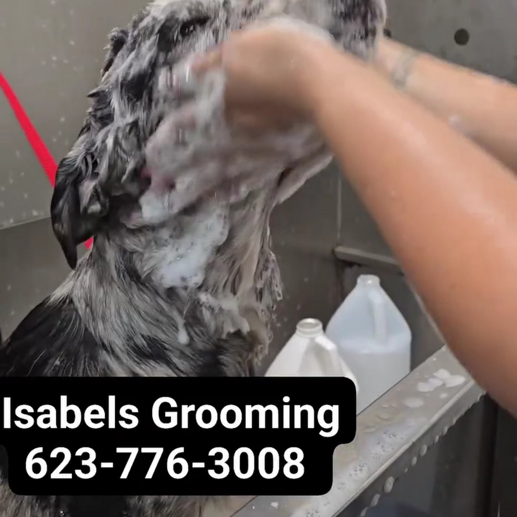 Isabel's Dog Grooming Peoria