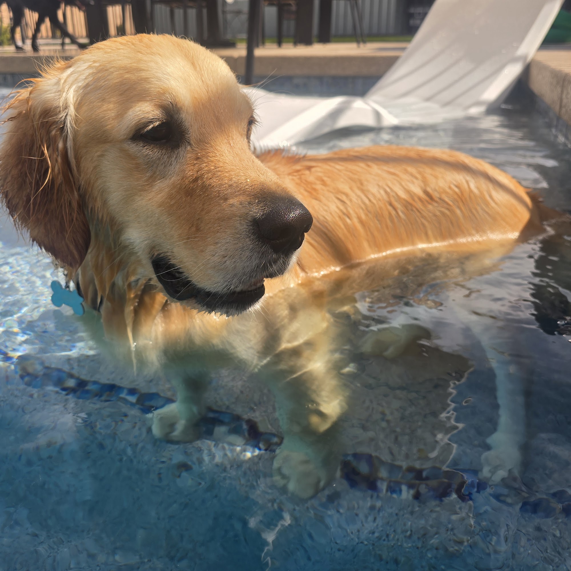 All Pets Animal Hospital Peoria