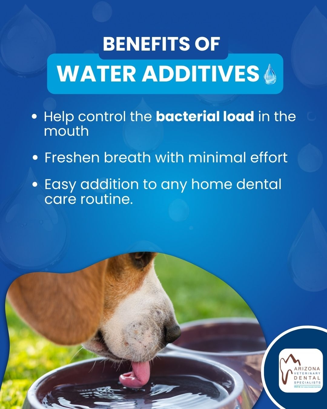 Arizona Veterinary Dental Specialists - Peoria Peoria