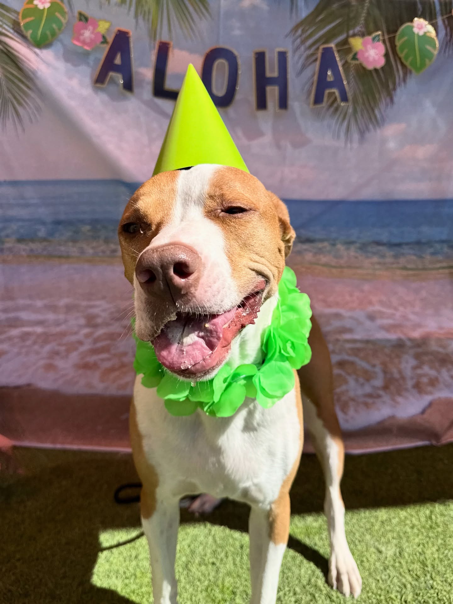 Paddock's Paws Pet Care & Training Peoria