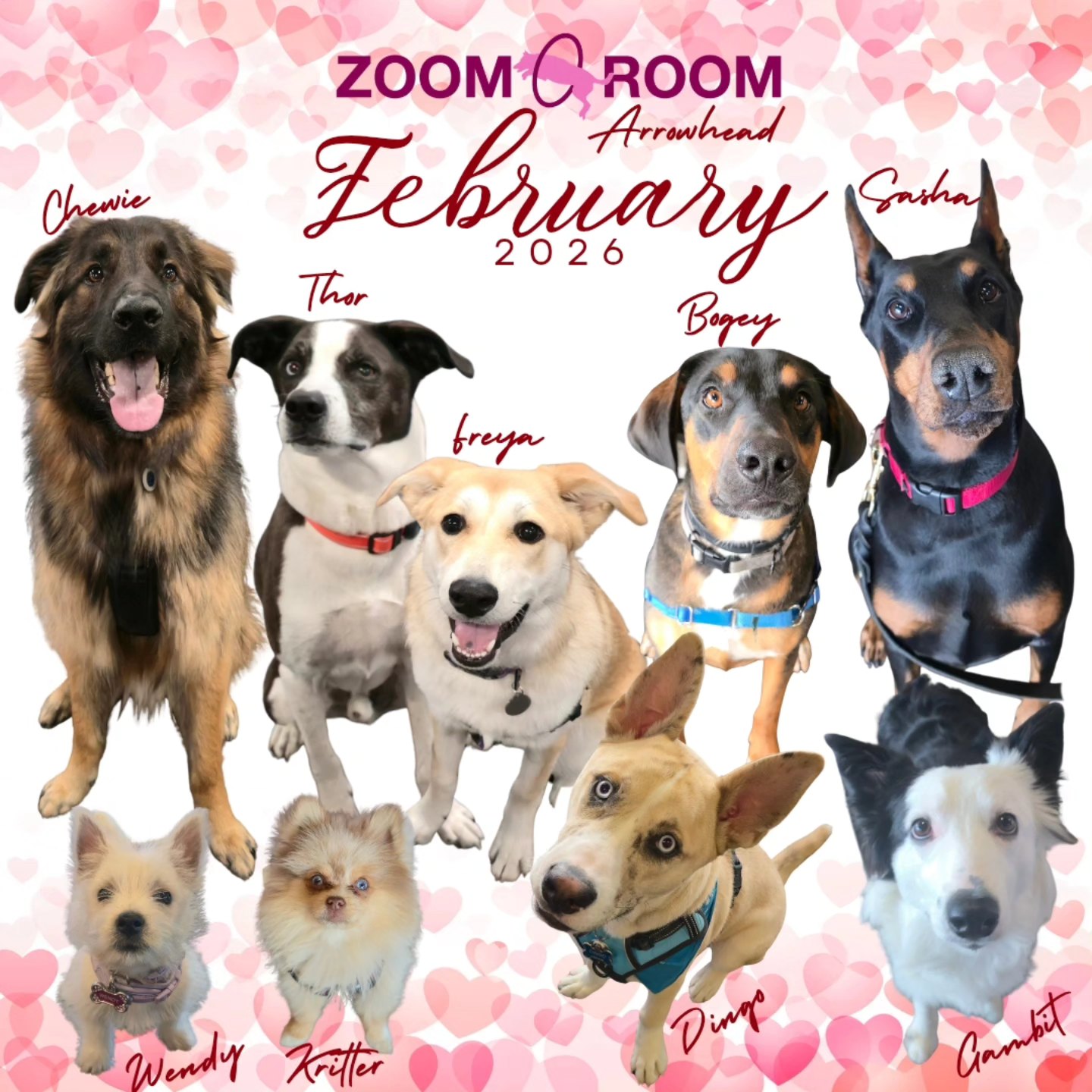 Zoom Room Dog Training Peoria