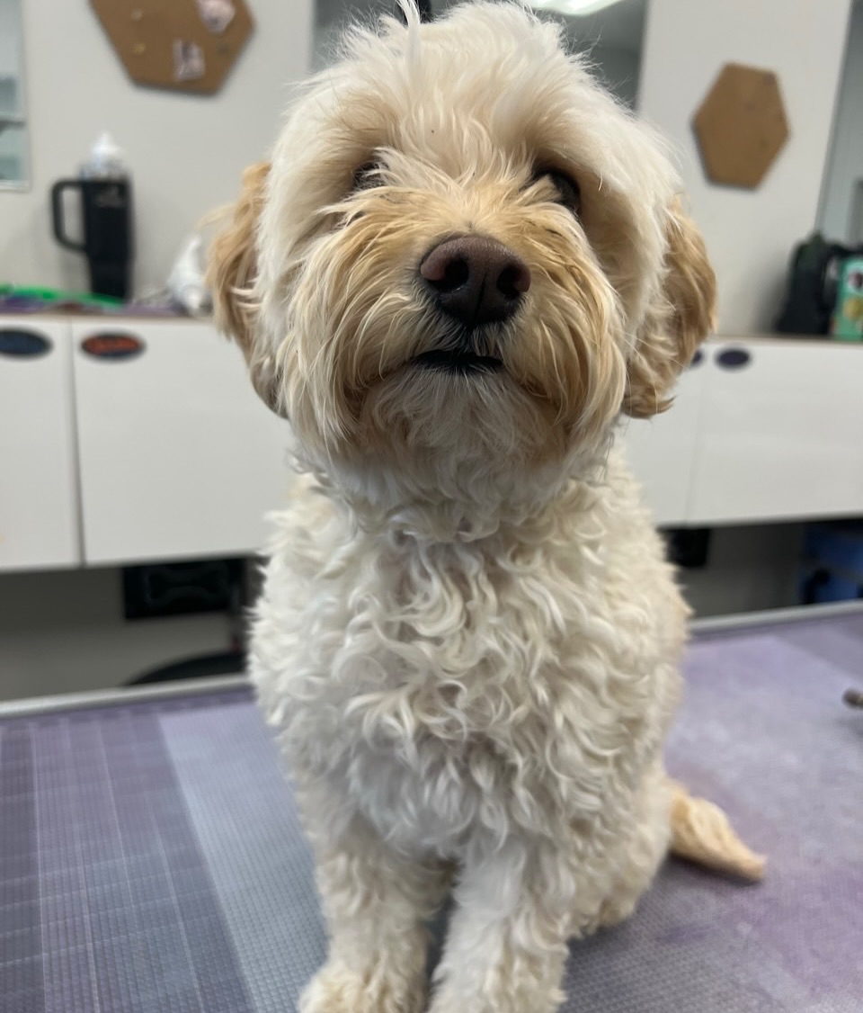 Twin Tails Cageless Grooming Lake Pleasant Peoria