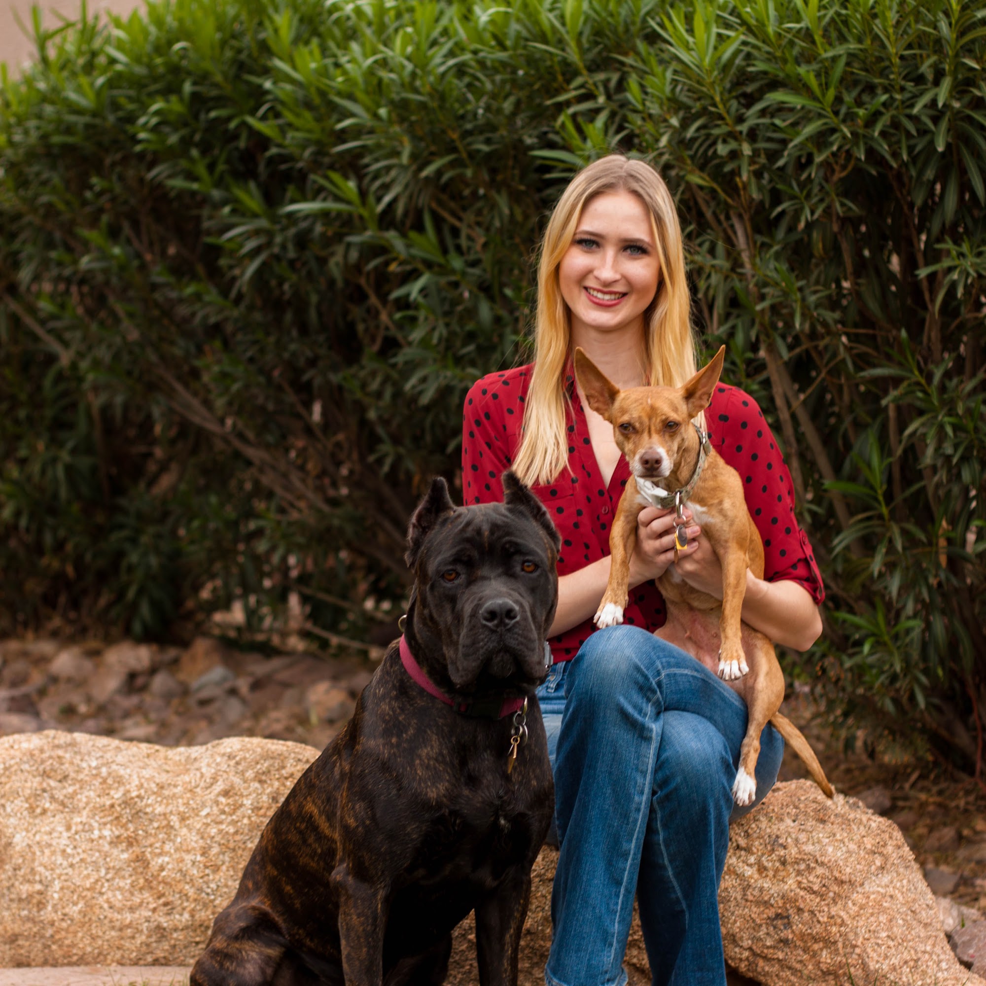 GET K9 Training Peoria