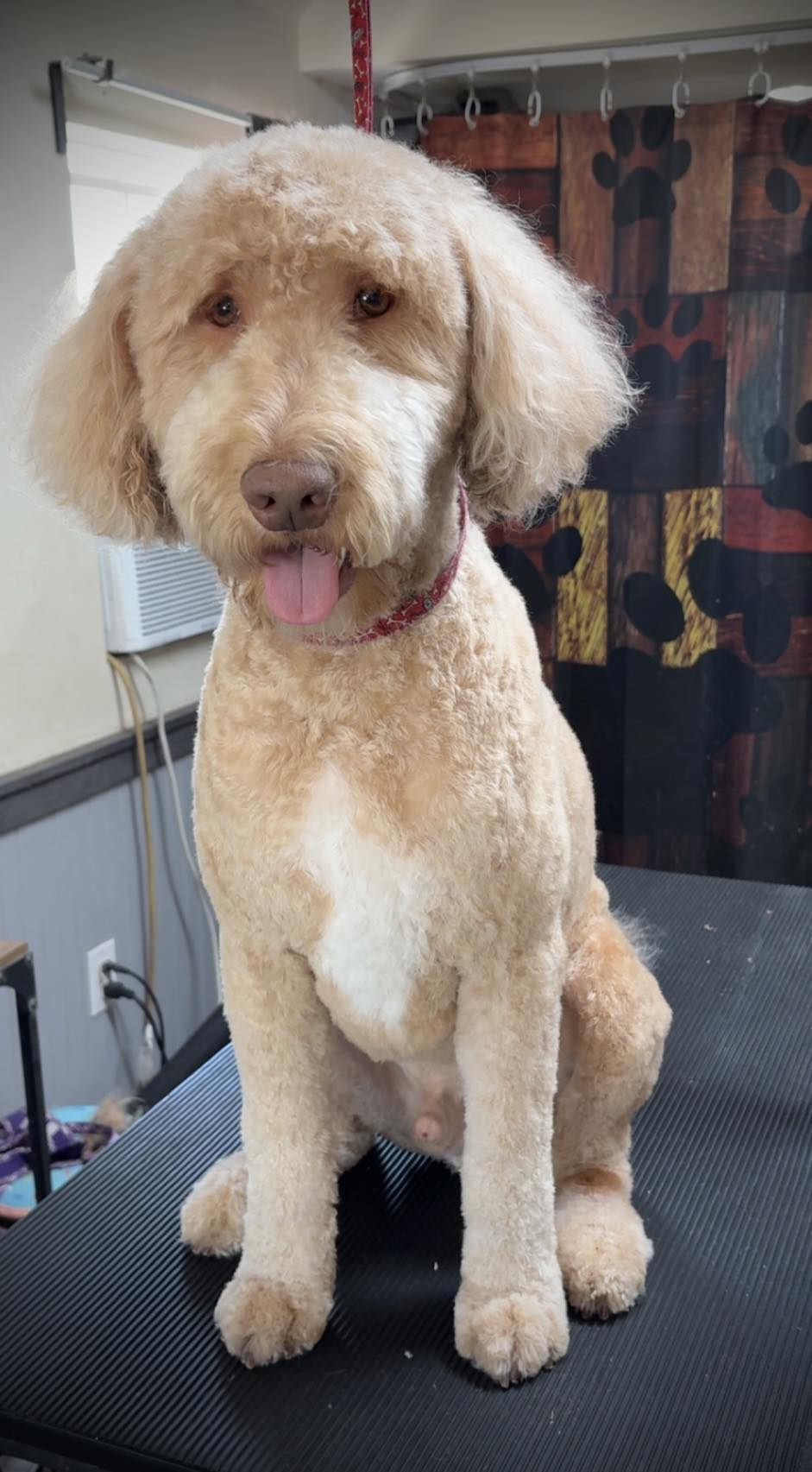 The Shed Shop Grooming LLC Peoria