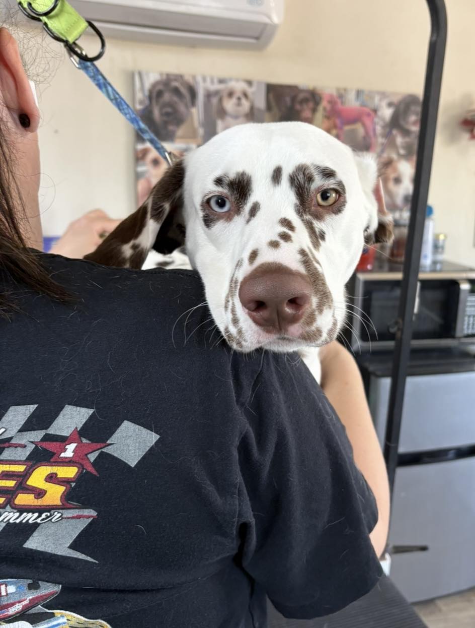 The Shed Shop Grooming LLC Peoria