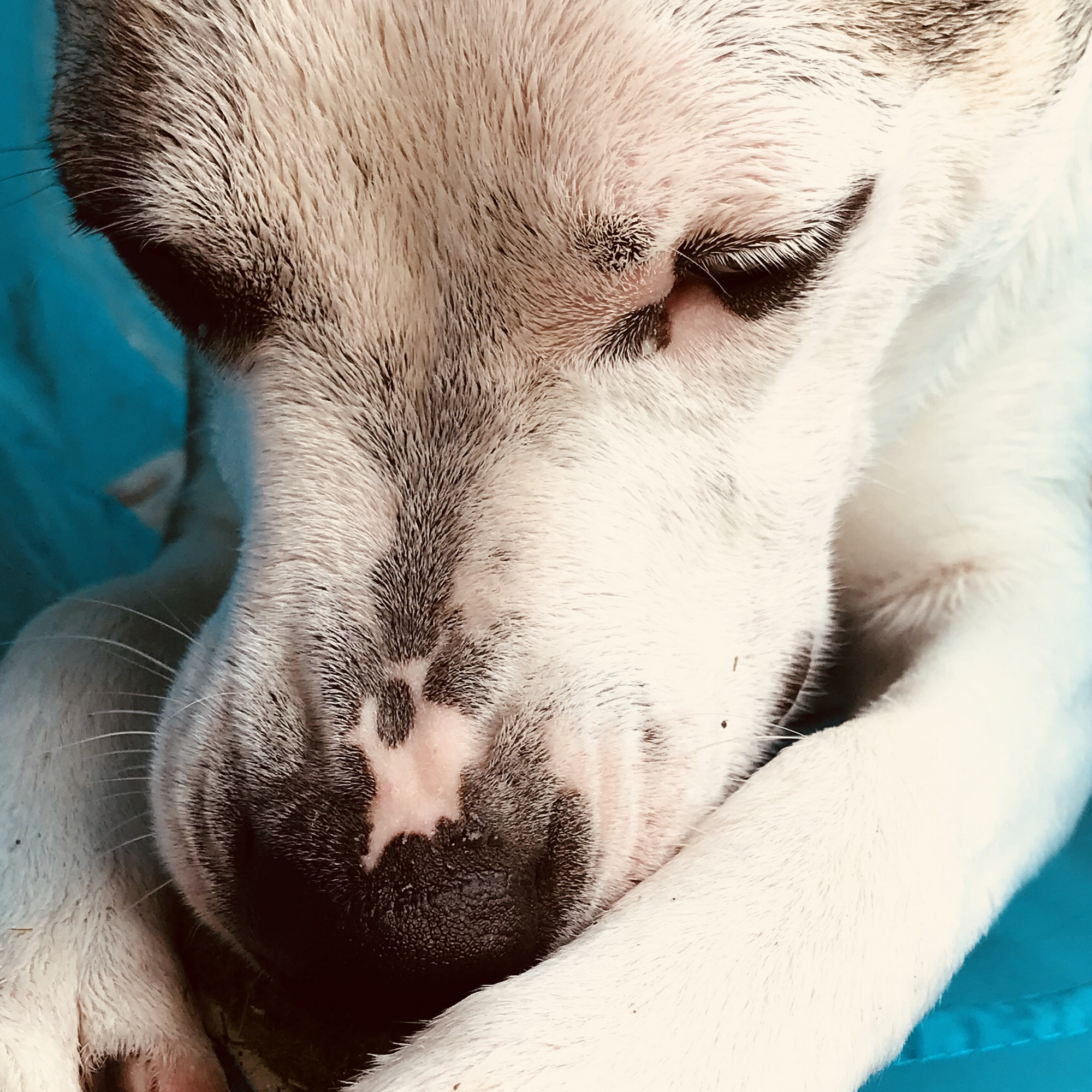 The Wet Nose House, LLC Peoria