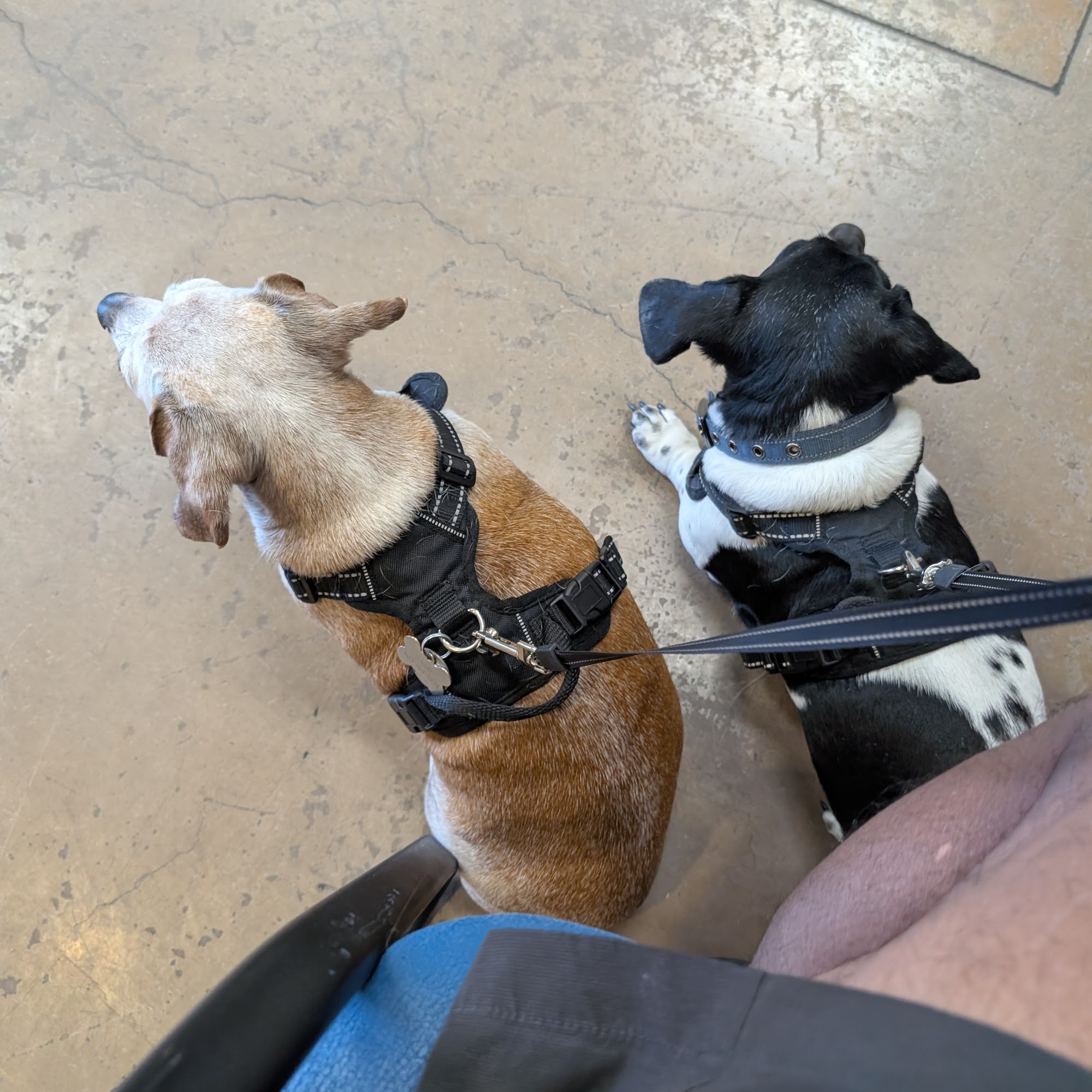 Arizona Humane Society Veterinary Clinic at South Mountain Campus Phoenix