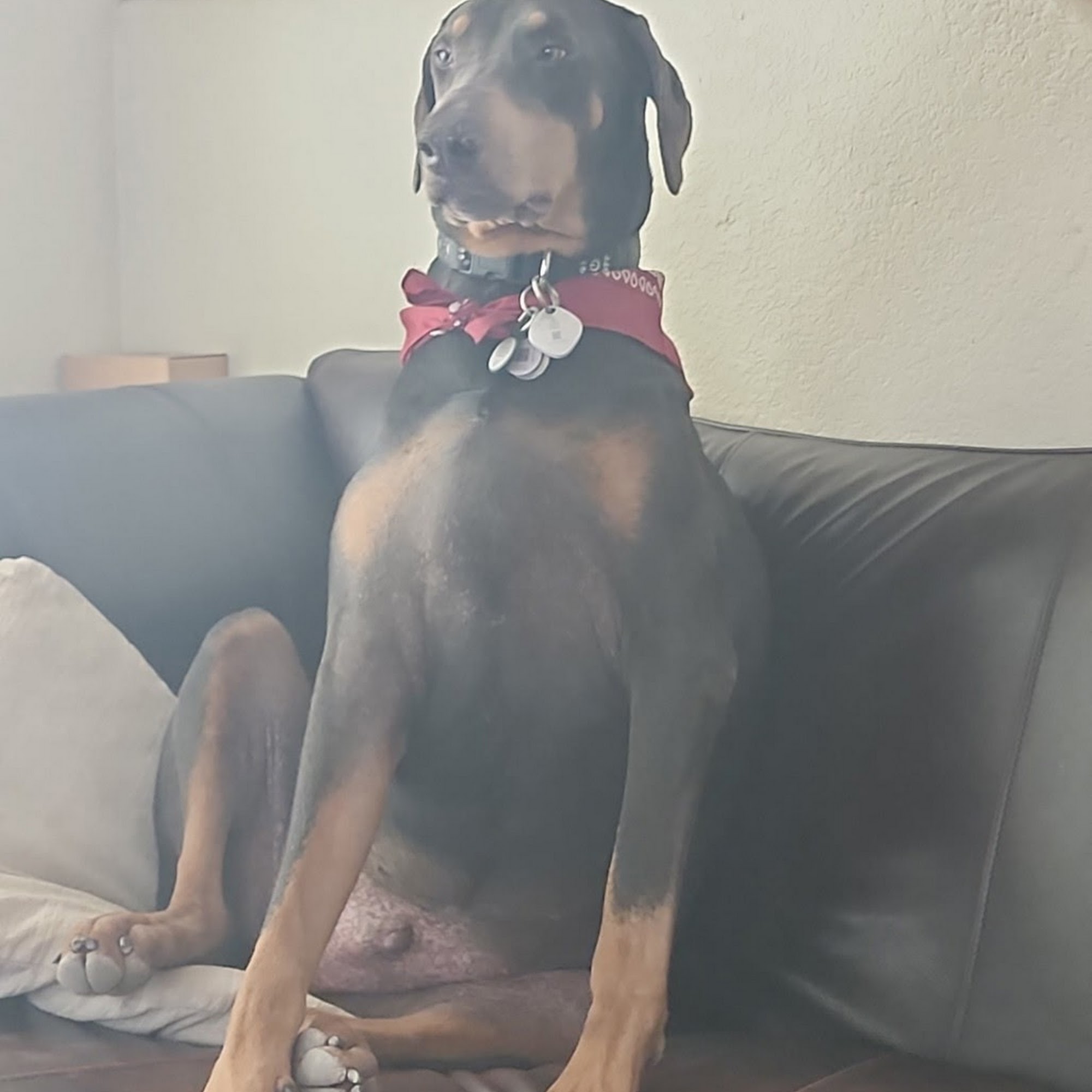 Phoenix Dog Cat Bird Hospital Phoenix