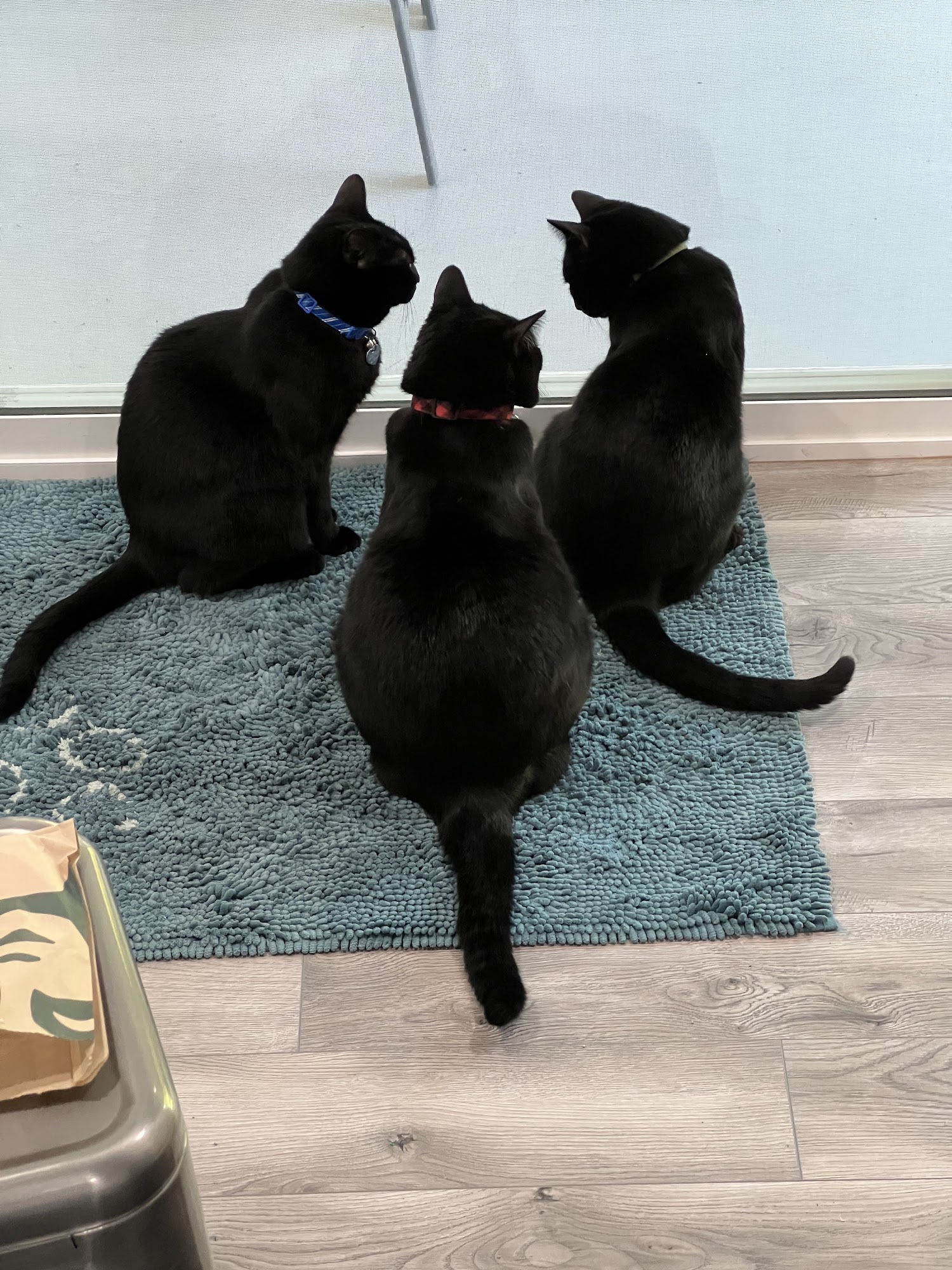 Larkspur Cat Clinic Phoenix