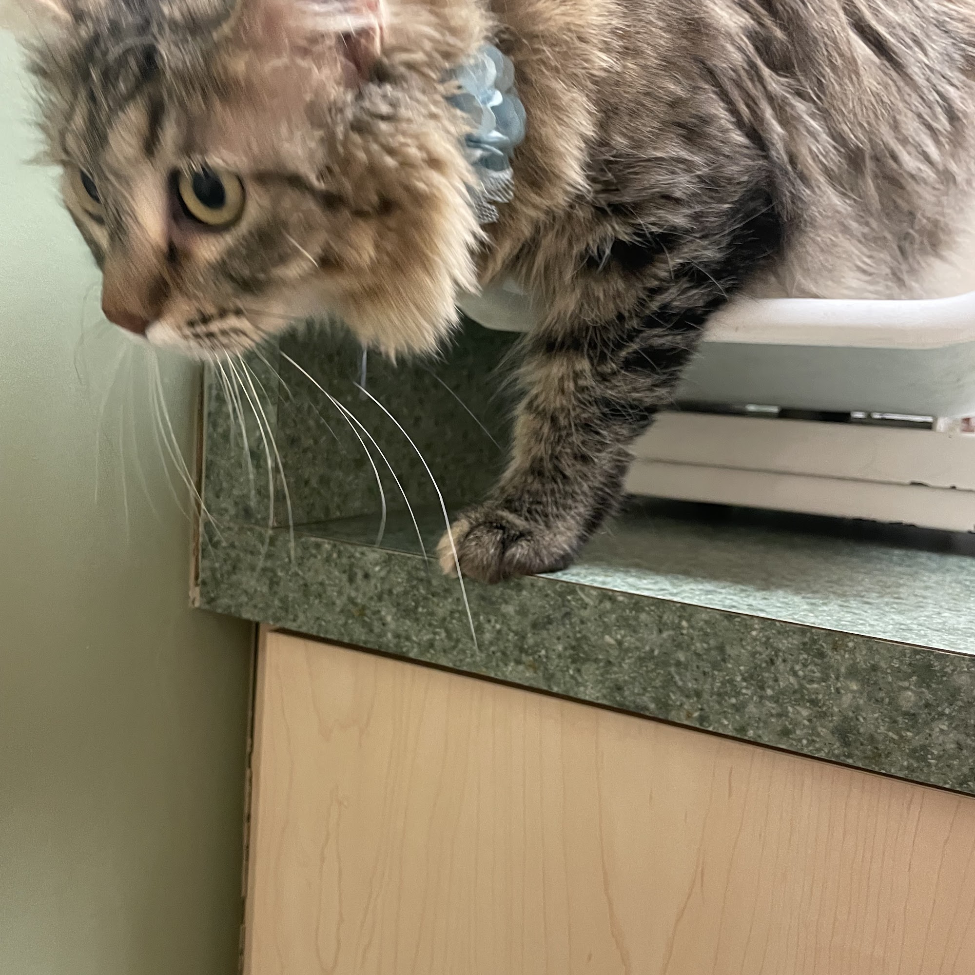Larkspur Cat Clinic Phoenix