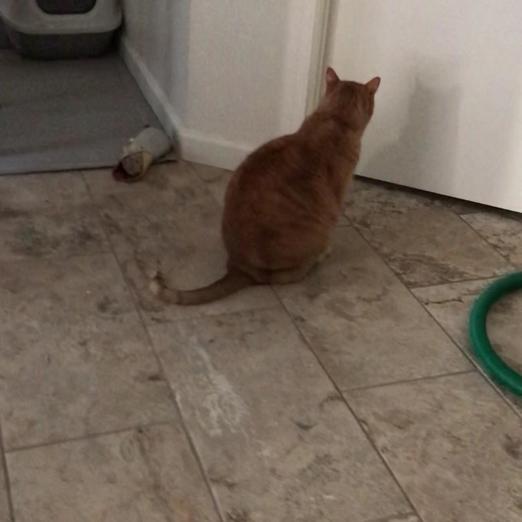 All Creatures Animal Clinic Phoenix