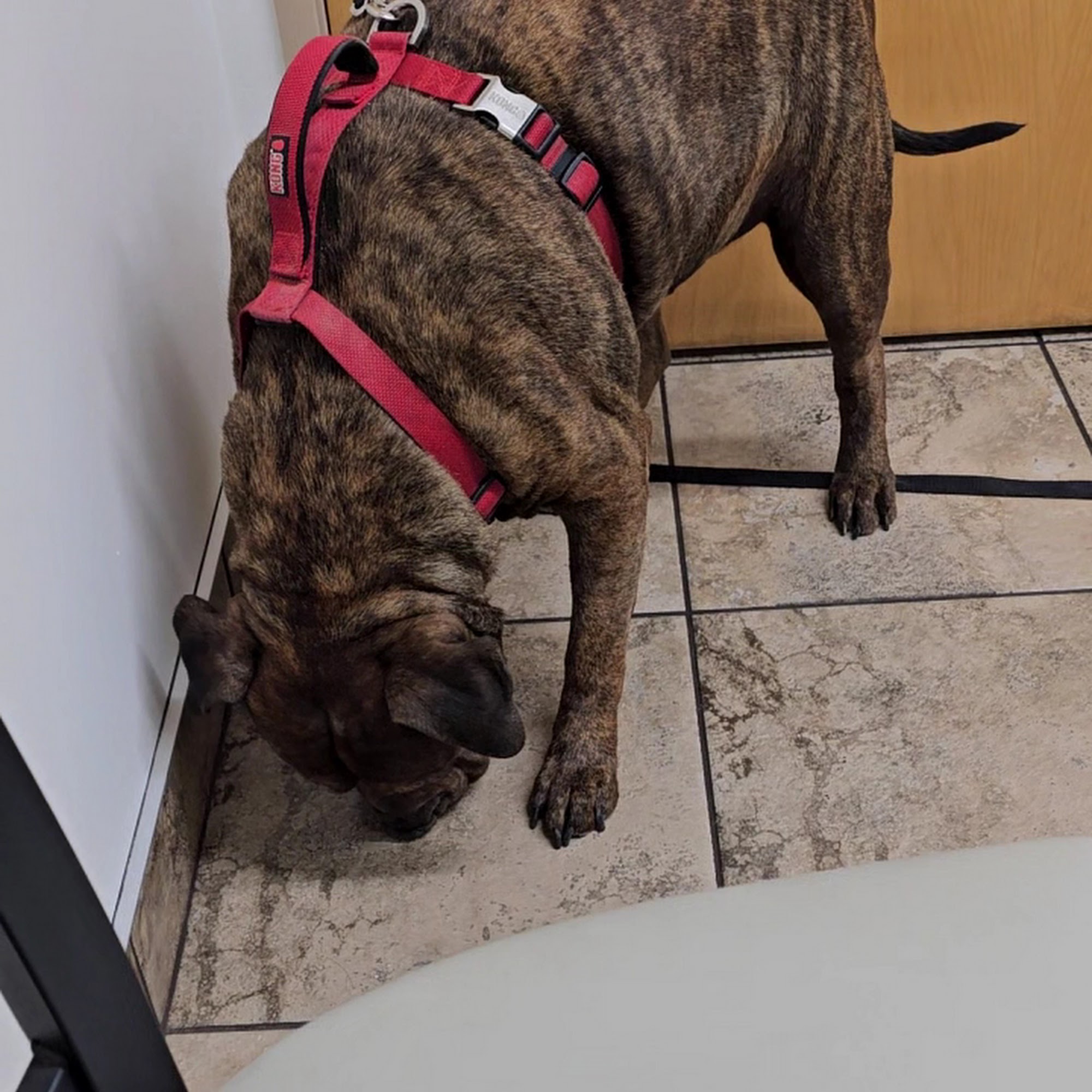 Norterra Animal Hospital & Grooming Phoenix