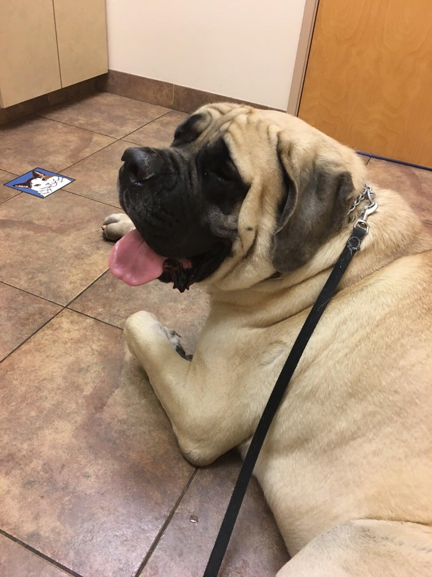 Norterra Animal Hospital & Grooming Phoenix