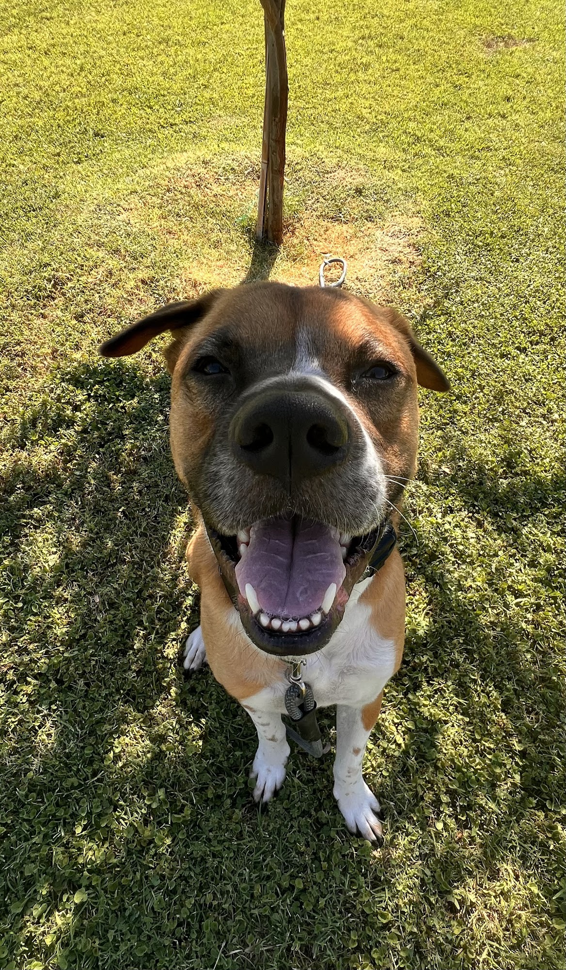 Paws To Train Your Dog Phoenix